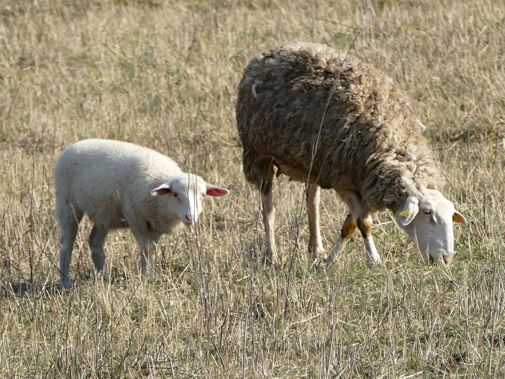 Na snímke ovce na paši na pasienkoch v lokalite Strečno pri Žiline v sobotu 4. apríla 2020. FOTO TASR - Erika Ďurčová