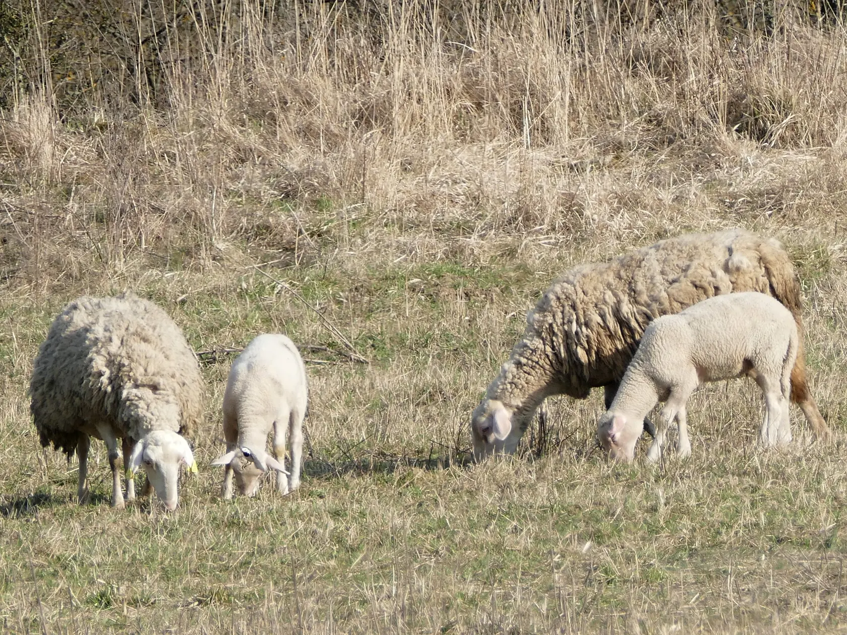 Na snímke ovce na paši na pasienkoch v lokalite Strečno pri Žiline v sobotu 4. apríla 2020. FOTO TASR - Erika Ďurčová