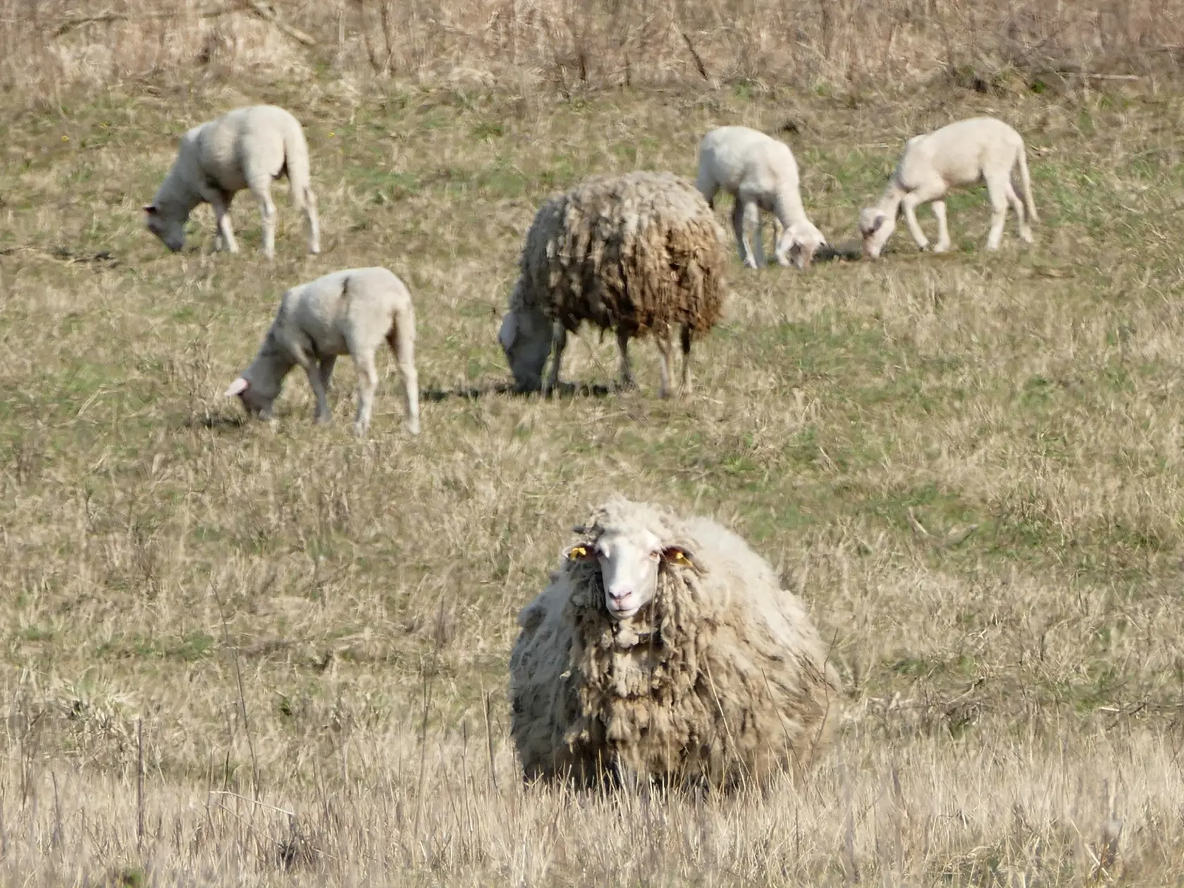 Na snímke ovce na paši na pasienkoch v lokalite Strečno pri Žiline v sobotu 4. apríla 2020. FOTO TASR - Erika Ďurčová