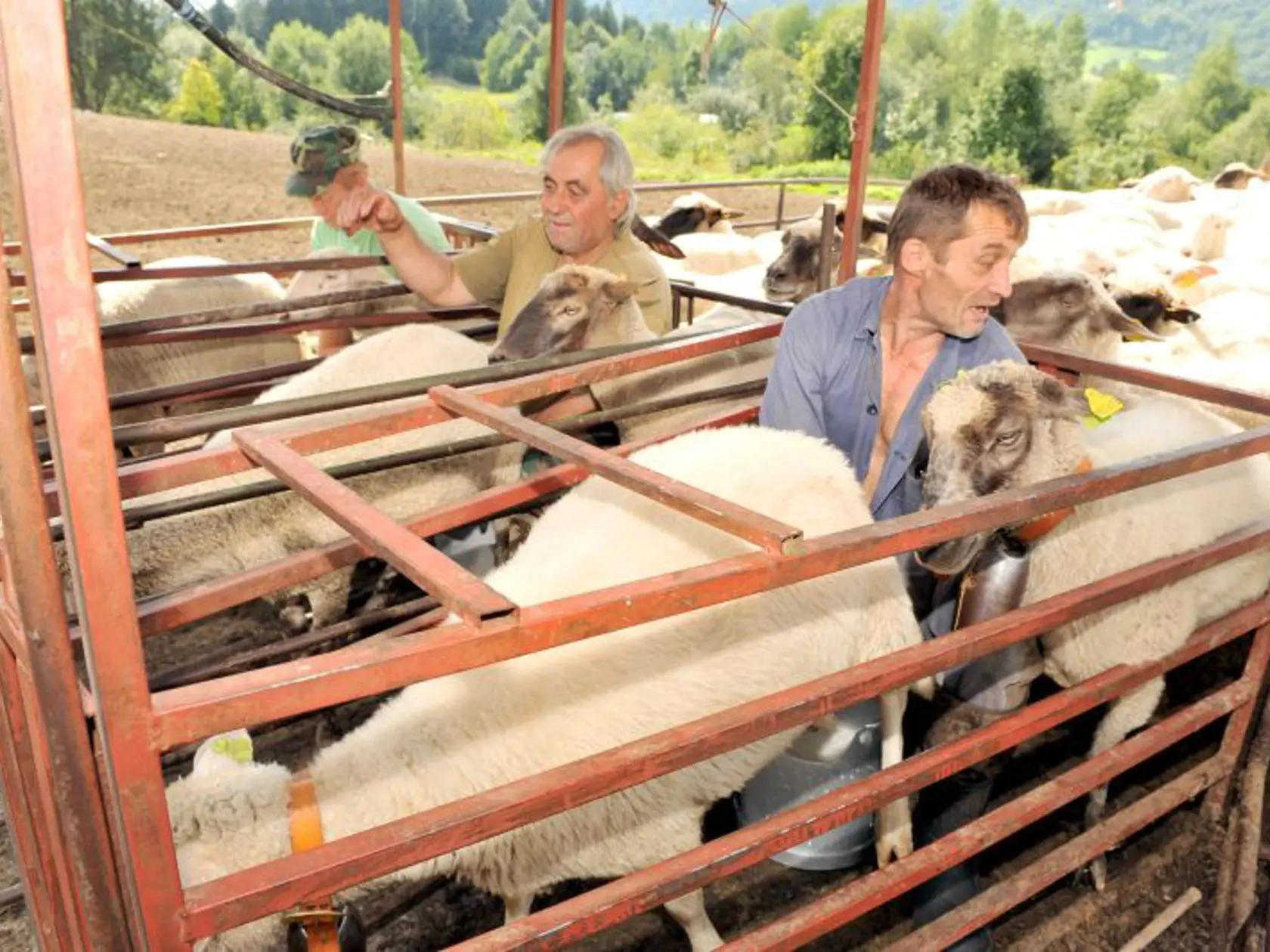 V Terchovej a  okolí sa rozširuje chov oviec, ktorých tu bolo v minulosti  všade dosť. Dnes prichádzajú ľudia na to, že ovčie mlieko a jeho produkty je veľmi zdravé. V Terchovej na Pánskych lúkach sa pasie od jari viac ako 400 oviec, o ktoré sa starajú nepretržite štyria chlapi.  Bača Štefán Snežník, valach Jozef Kiška a Jano Hanuliak a  Ondrej Snežník. Každý deň stávajú o 3.00 hod. a o 4.00 hod. už doja, čo trvá tri hodiny, potom ide jeden pásť a traja spracovávajú mlieko  na syr a oštiepky. Te