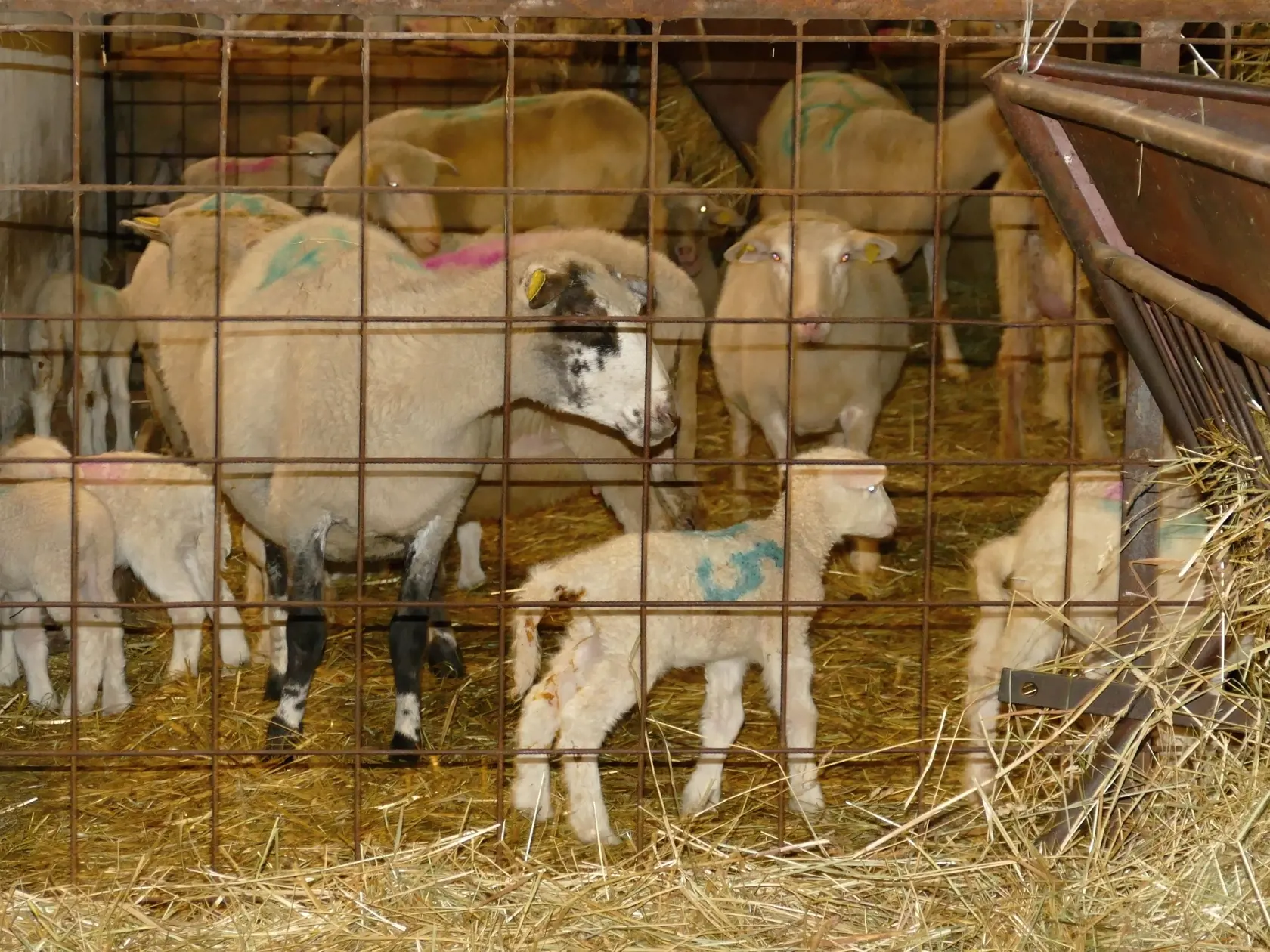 Na snímke jahňatá z ovčej farmy v Zlieni pri Belej.