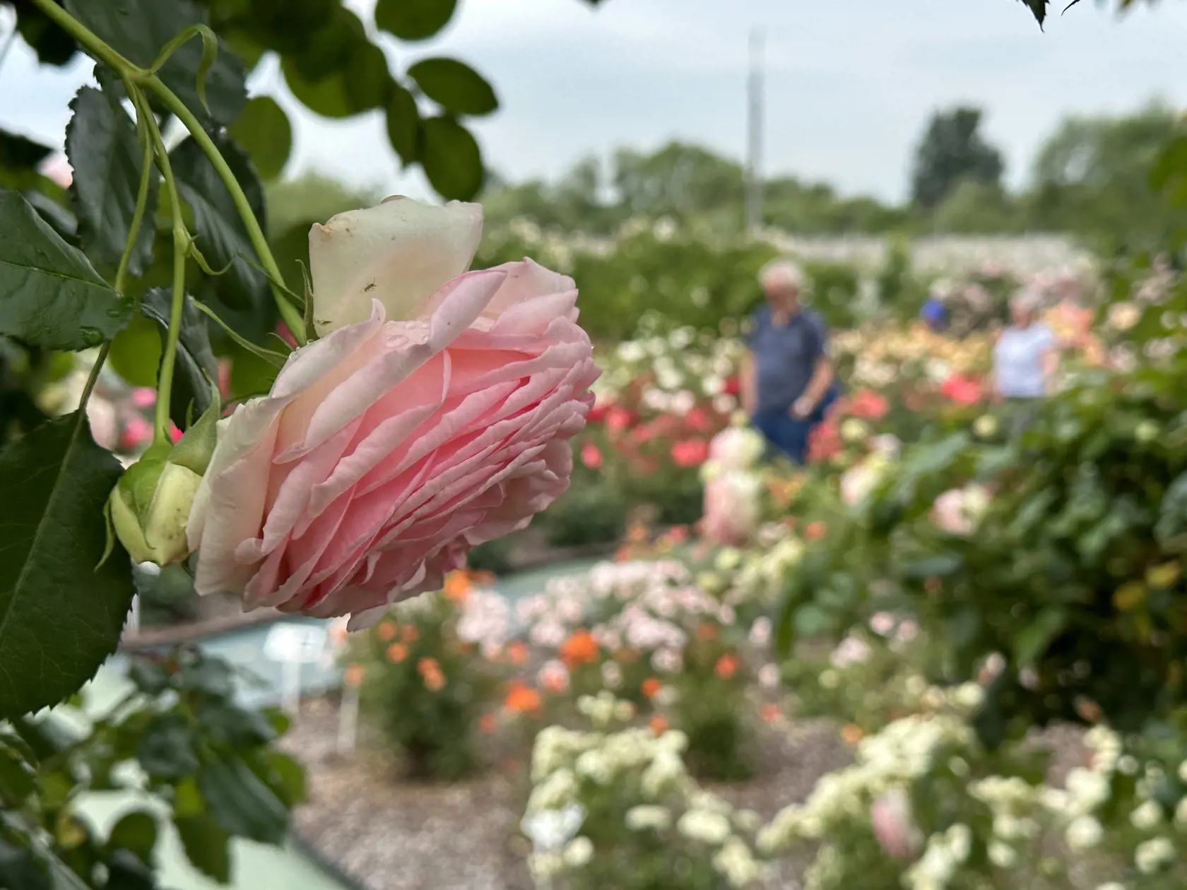 Prvá myšlienka o vybudovaní rozária sa zrodila v roku 2018.