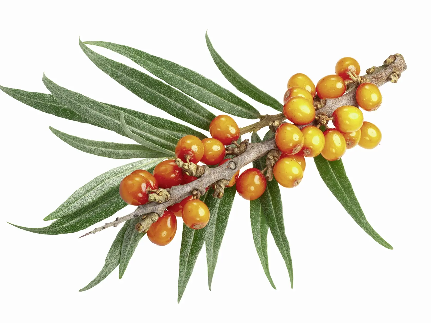 Sea buckthorn (Hippophae rhamnoides), branch with berries and leaves, isolated