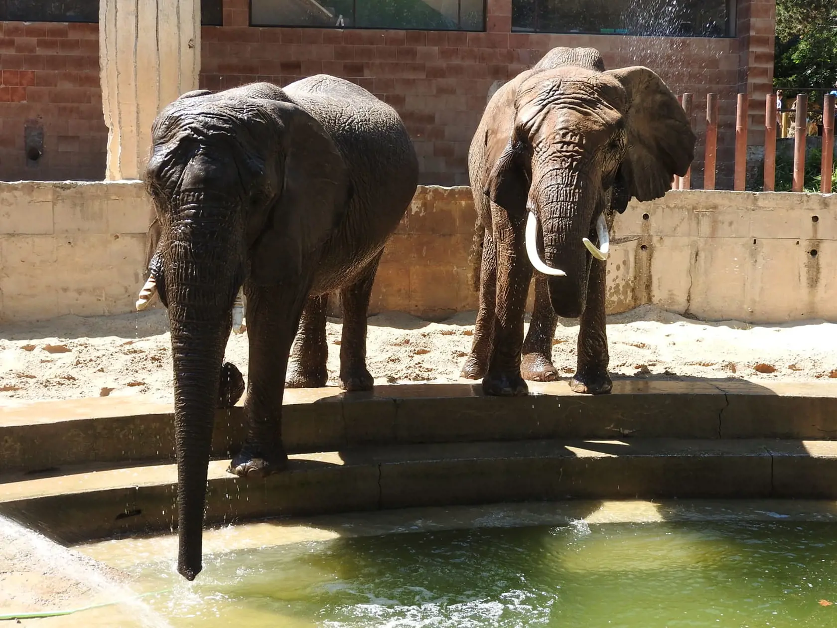 Zoo Bojnice má ako jediná na Slovensku slony.