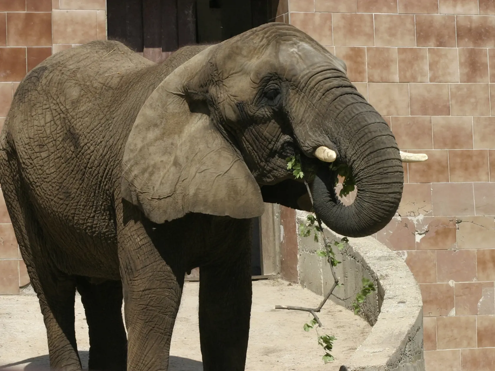Zoo Bojnice má ako jediná na Slovensku slony.