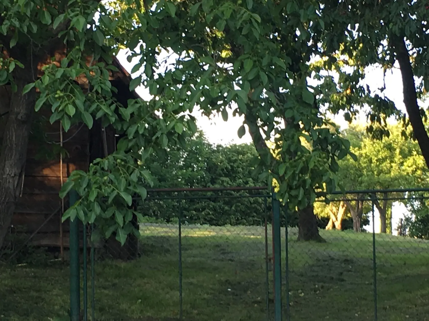 Mitaľovci majú veľkú záhradu, Miško sa v nej rád hrával, kúpal v bazéne.
