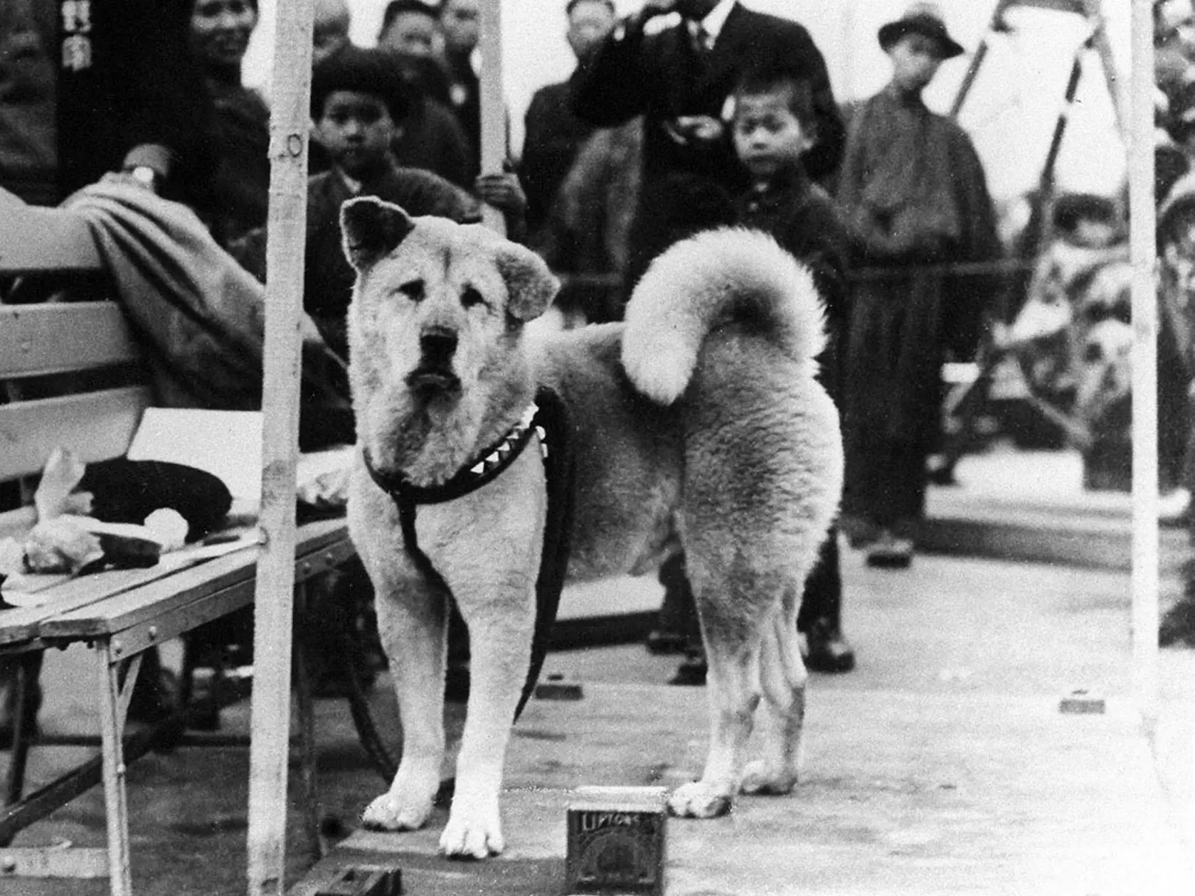 Verný pes Hačikó. Za vzor lojálnosti ho v Japonsku dávajú deťom už v útlom veku.