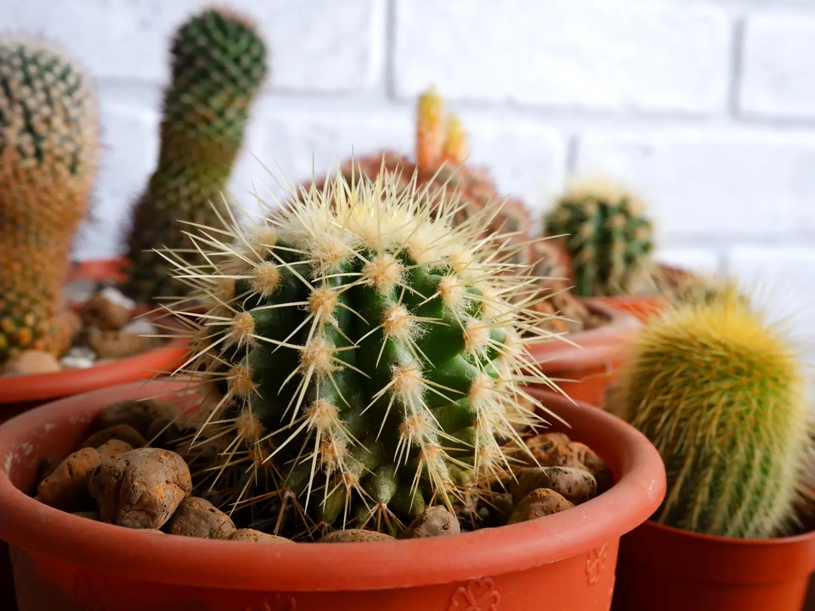 Kaktusy sú suchomilné rastliny patriace do čeľade Cactaceae prispôsobené dlhým obdobiam sucha v podmienkach púšte.