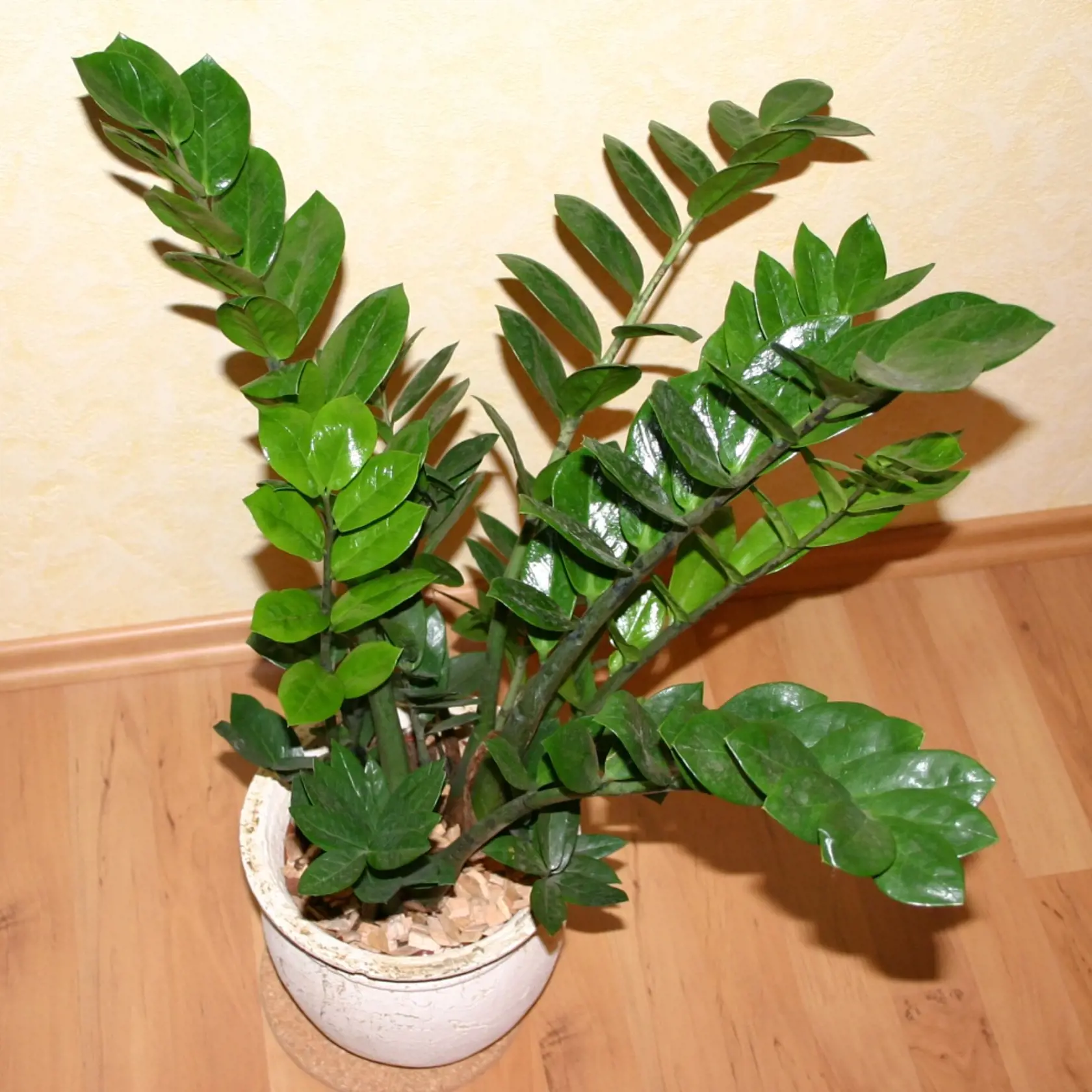 Zamioculcas je typ rastlinky, ktorá je zvyknutá pôvodom na ťažké podmienky v Zimbabwe a Keni, takže u vás doma sa bude cítiť v siedmom nebi aj pri horšom prístupe.