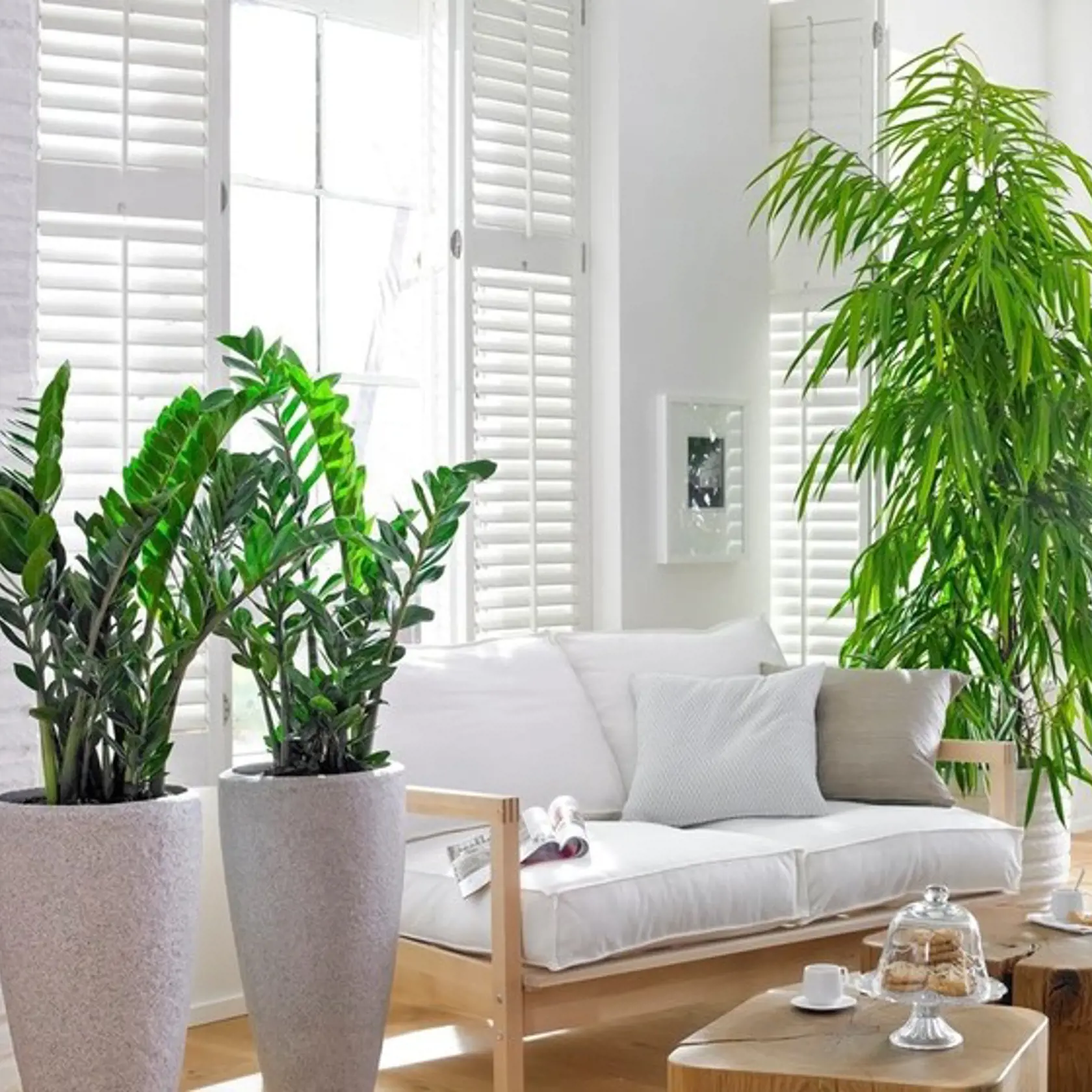 Exotické kvety sa čoraz častejšie objavujú aj v našich interiéroch. Vysoký Ficus či Dracaena massangeana vám nielen spestria prostredie, kde žijete, ale aj zlepšia ovzdušie.
