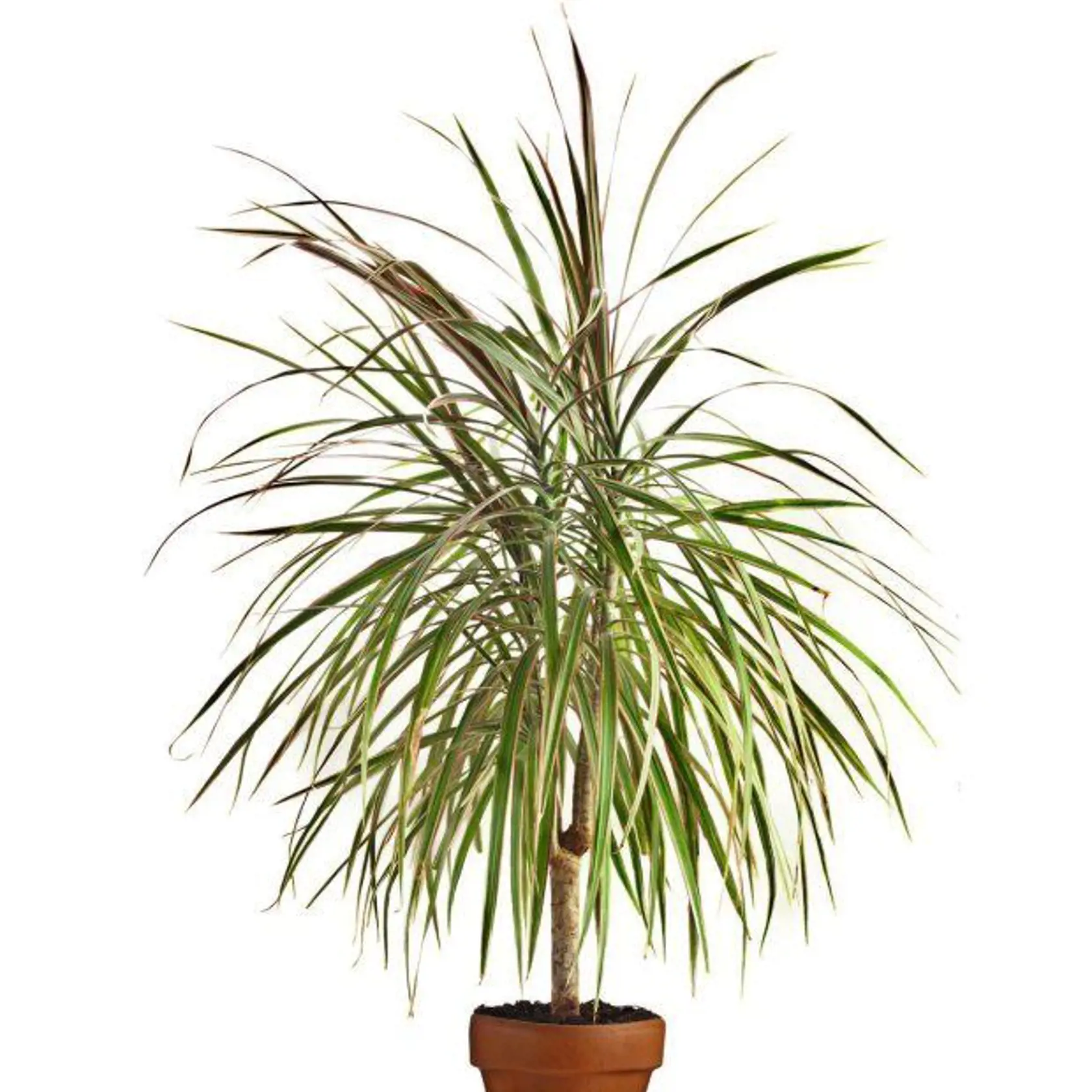 Dracena odbúrava formaldehyd a benzén.