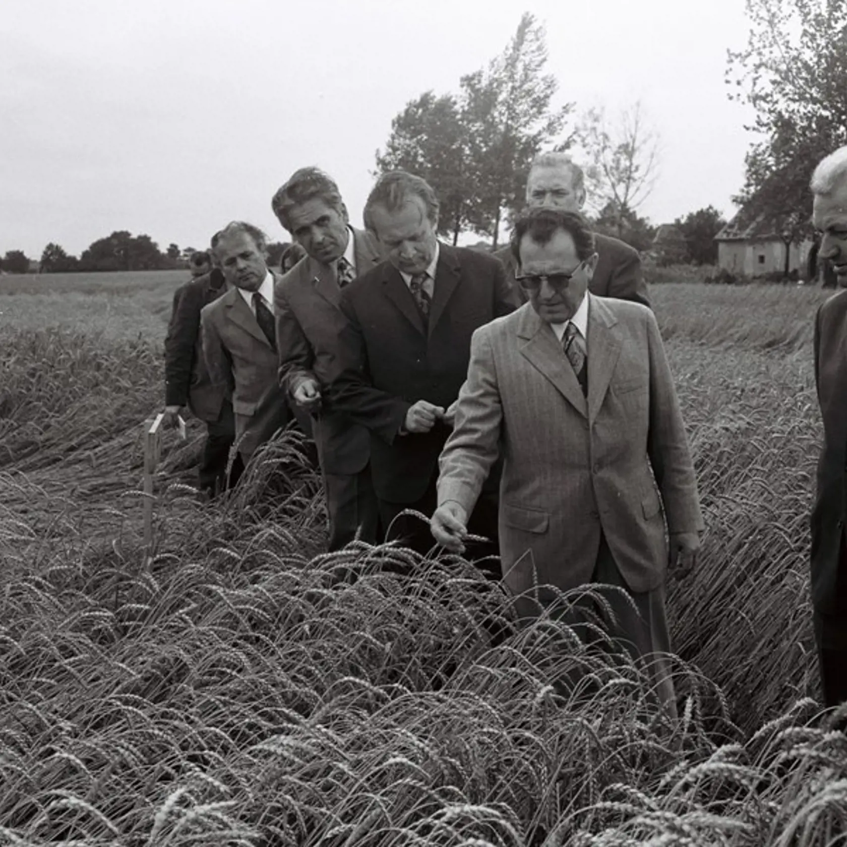 V poli 1974: Takto kontroloval úrodu Vasil Biľak.