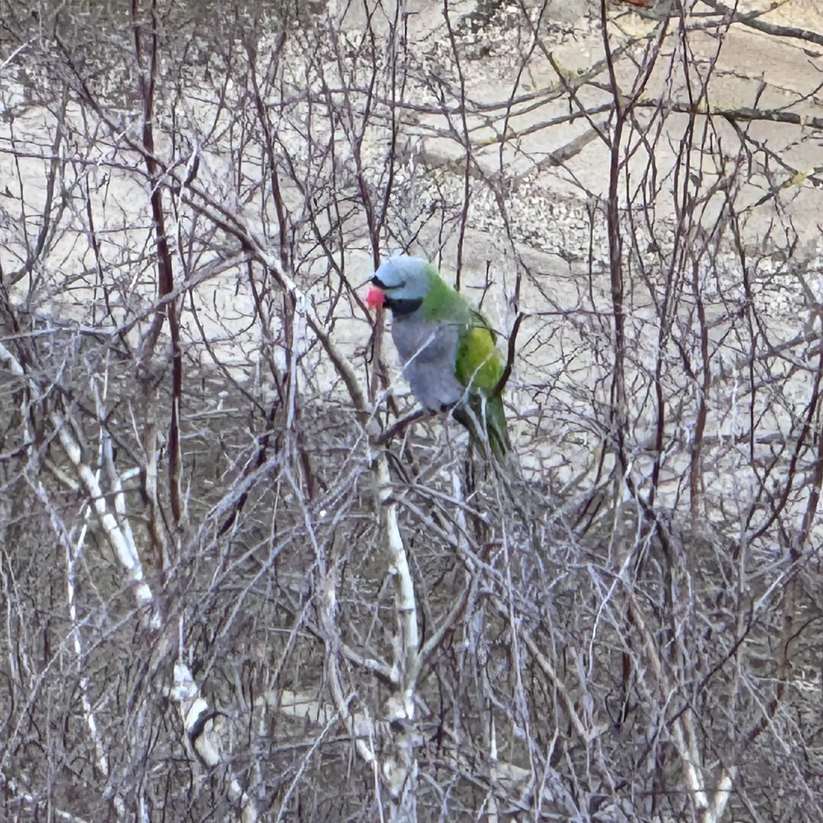 Na nitrianskom sídlisku Klokočina sa stal túto zimu hrdinom a veľkou legendou exotický papagáj.