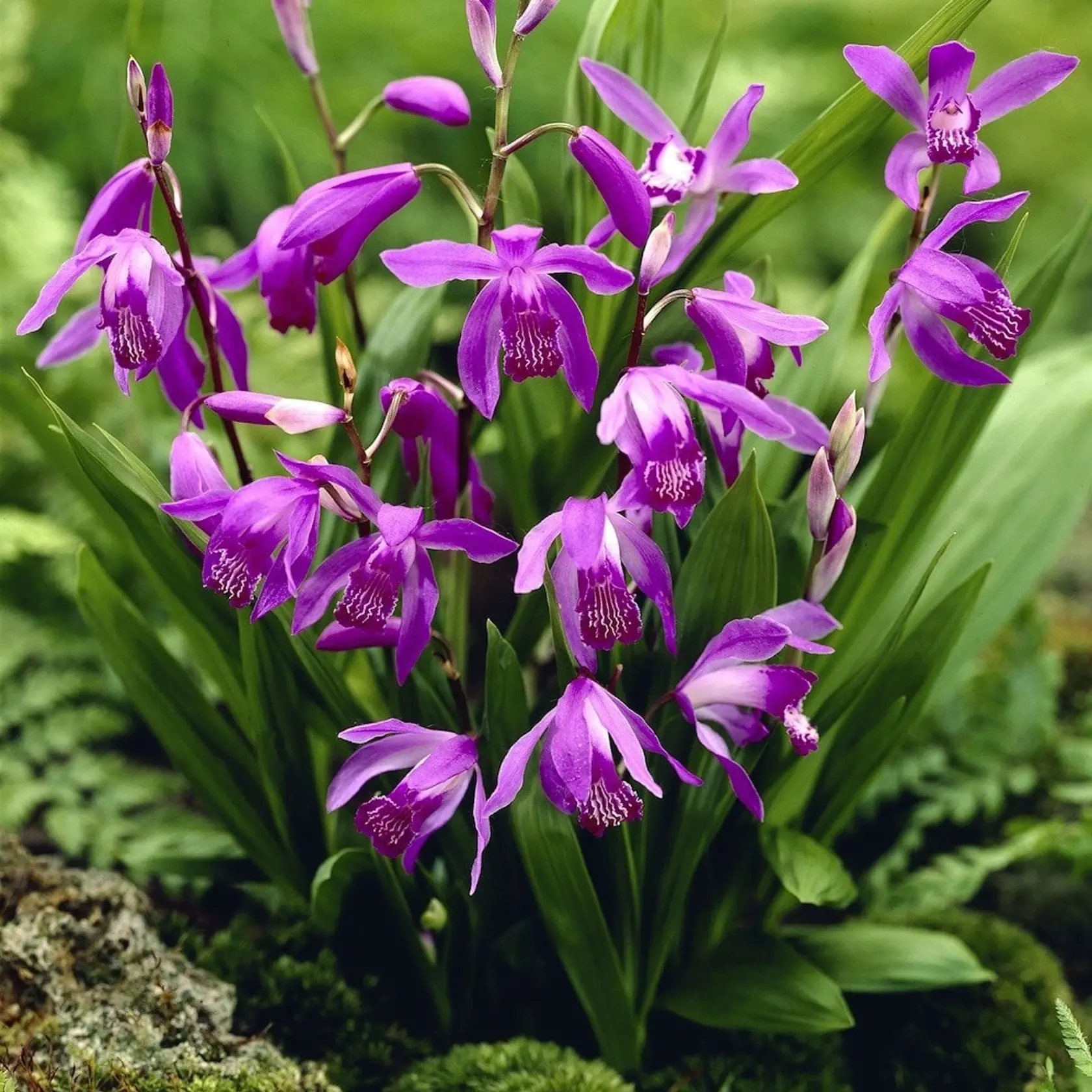 Záhradná orchidea