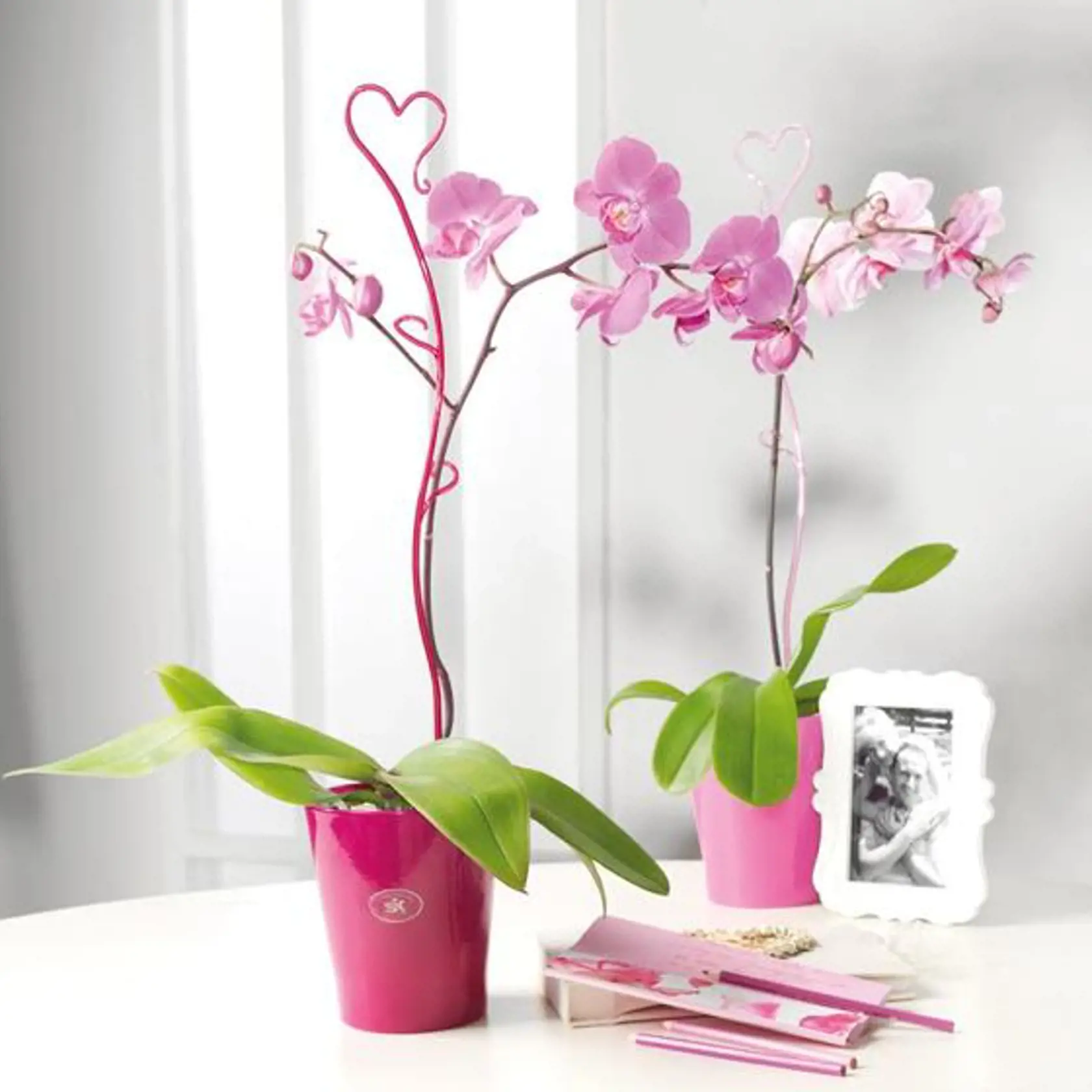 Dôležitý je výber zdravej orchidey v obchode. Vyberajte rastliny kvitnúce, s pevnými listami a zdravými koreňmi.