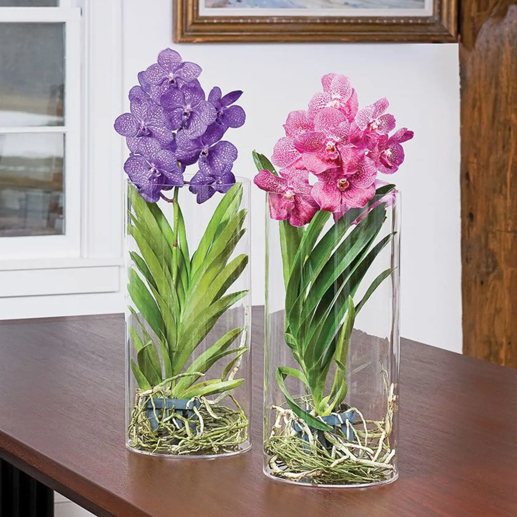 Orchidea Vanda potrebuje poriadnu vlhkosť. Pochádza z dažďového pralesa.