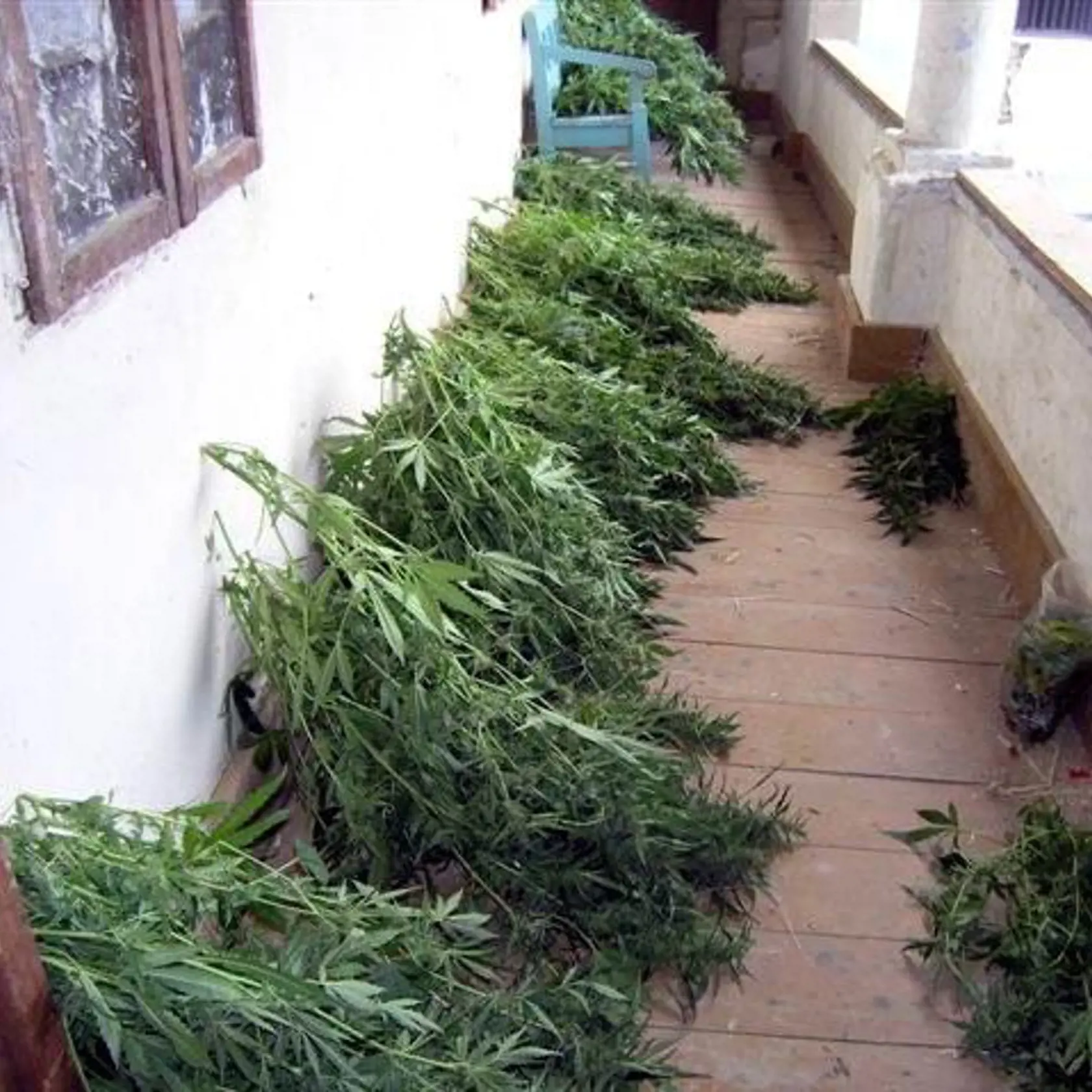 Takto sa suší po zbere marihuana
