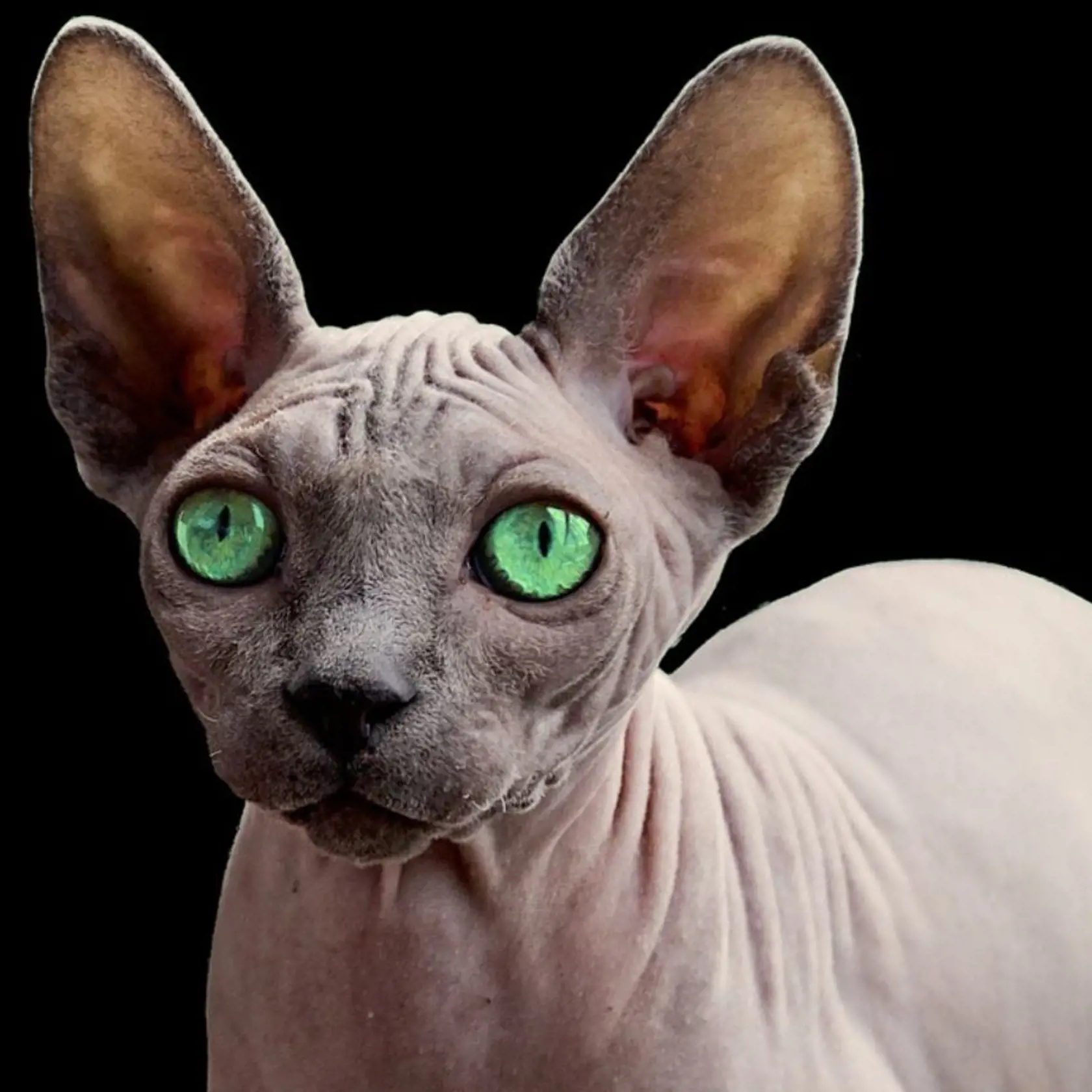 Sphynx