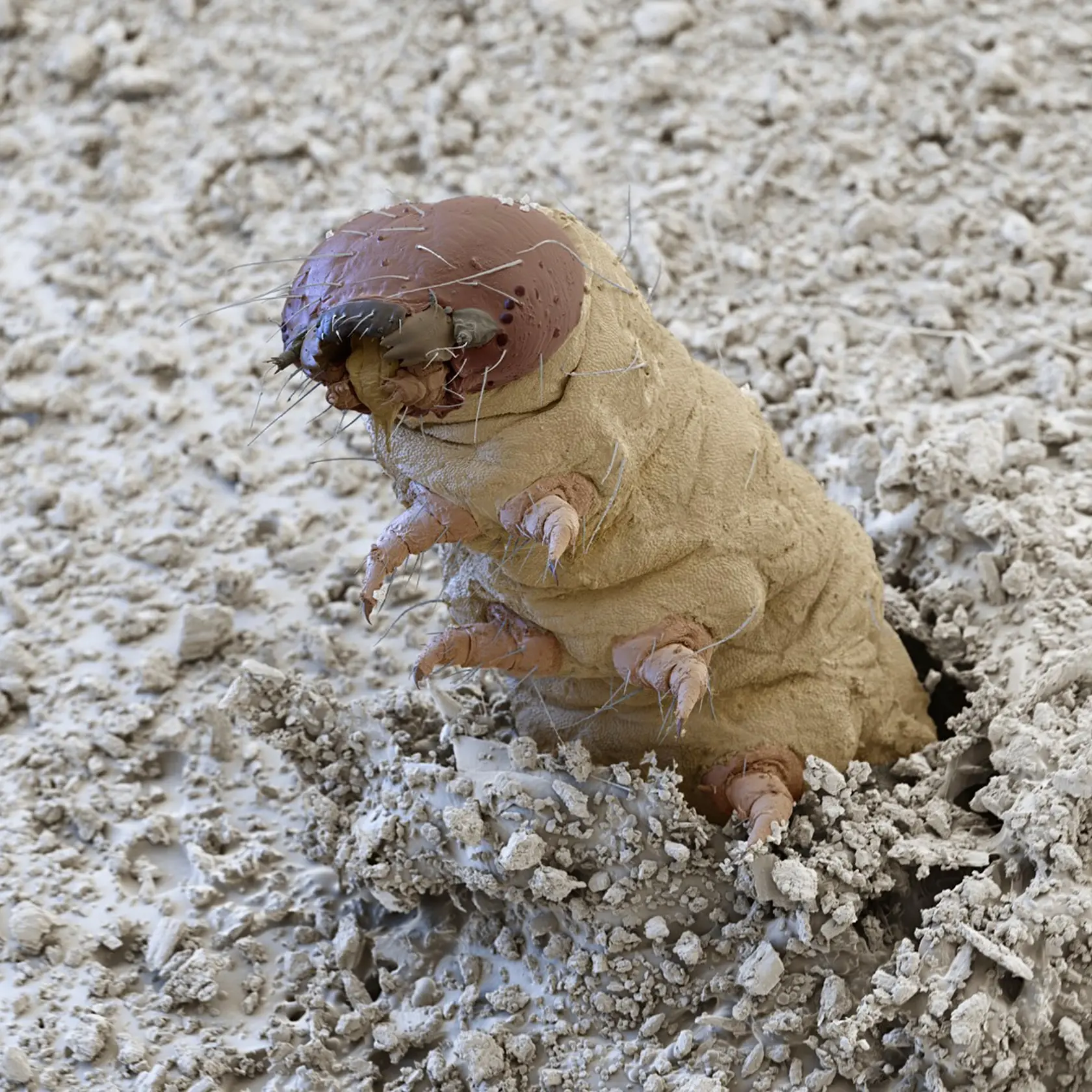 Larva múčneho červa.