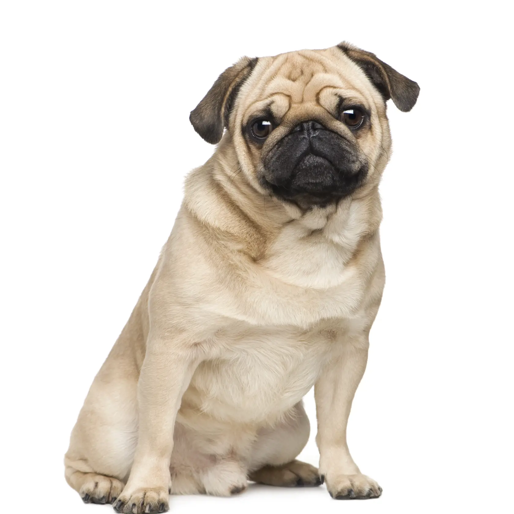 mops