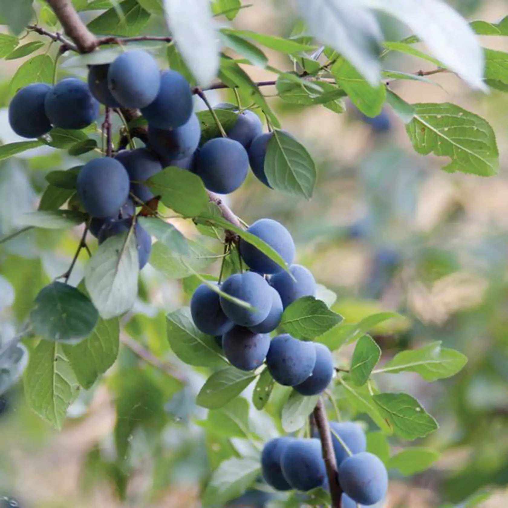 Trnka obyčajná (Prunus spinosa)