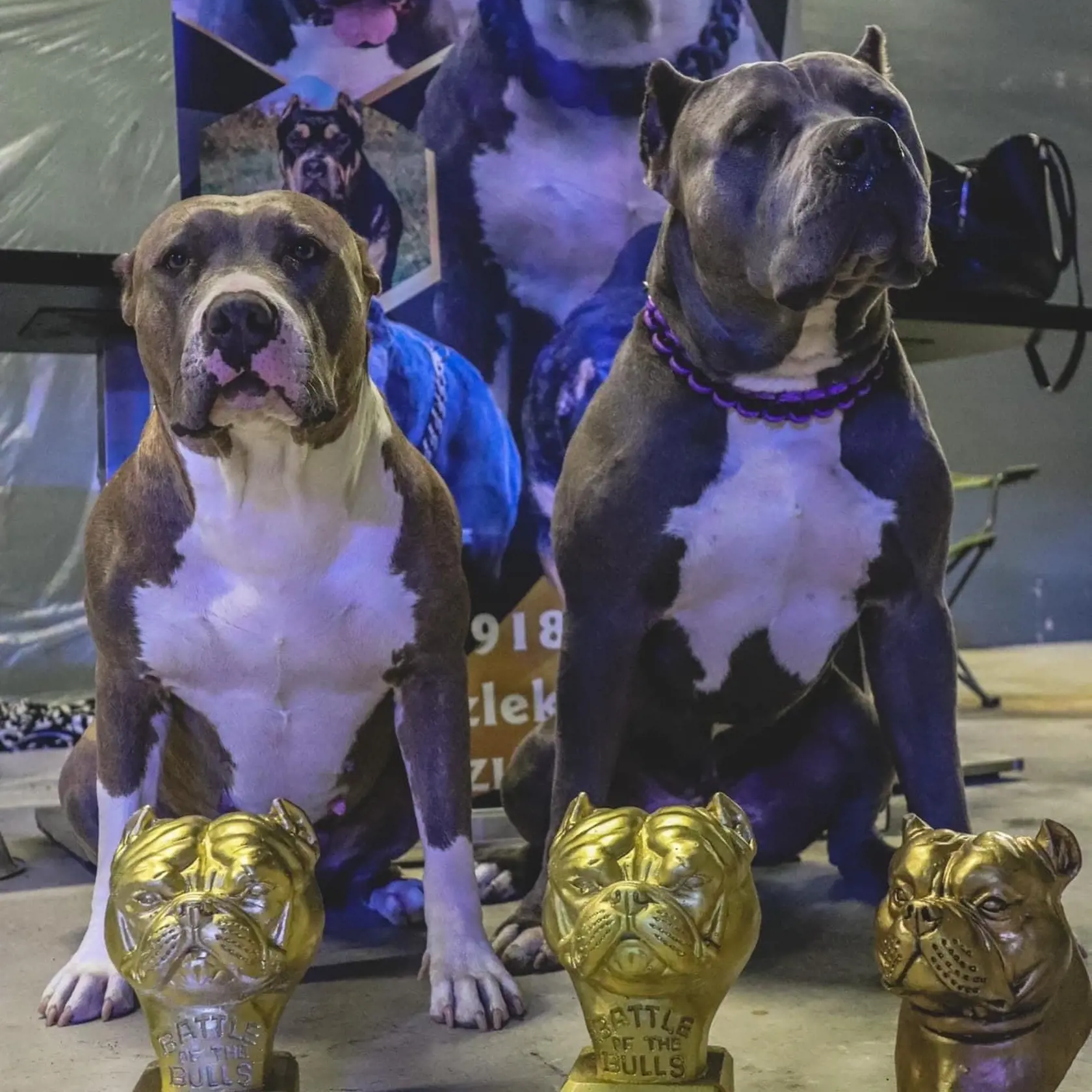 American bully sú nádherné psy plné lásky a oddanosti.