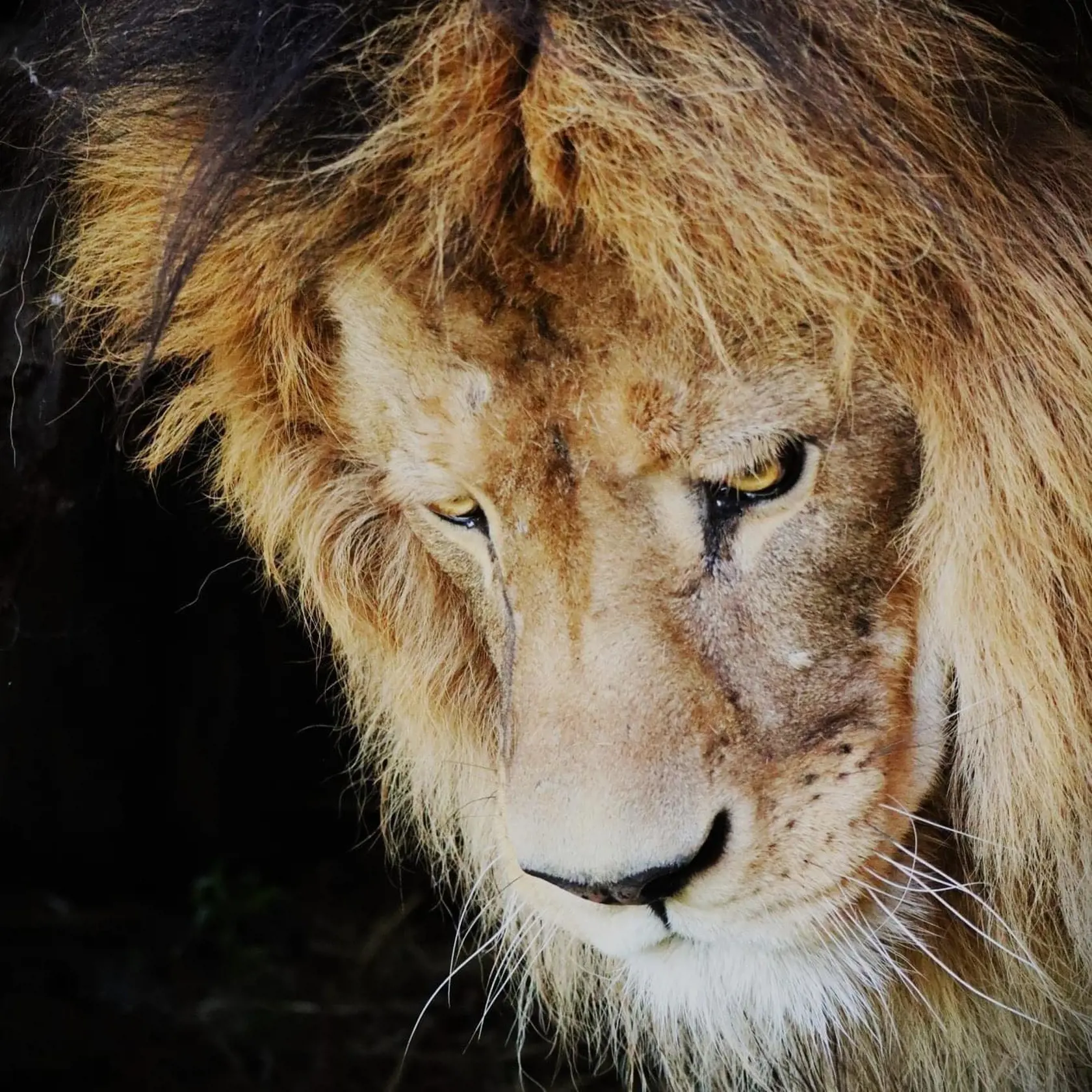 Leva berberského Aslana museli v bojnickej ZOO utratiť.