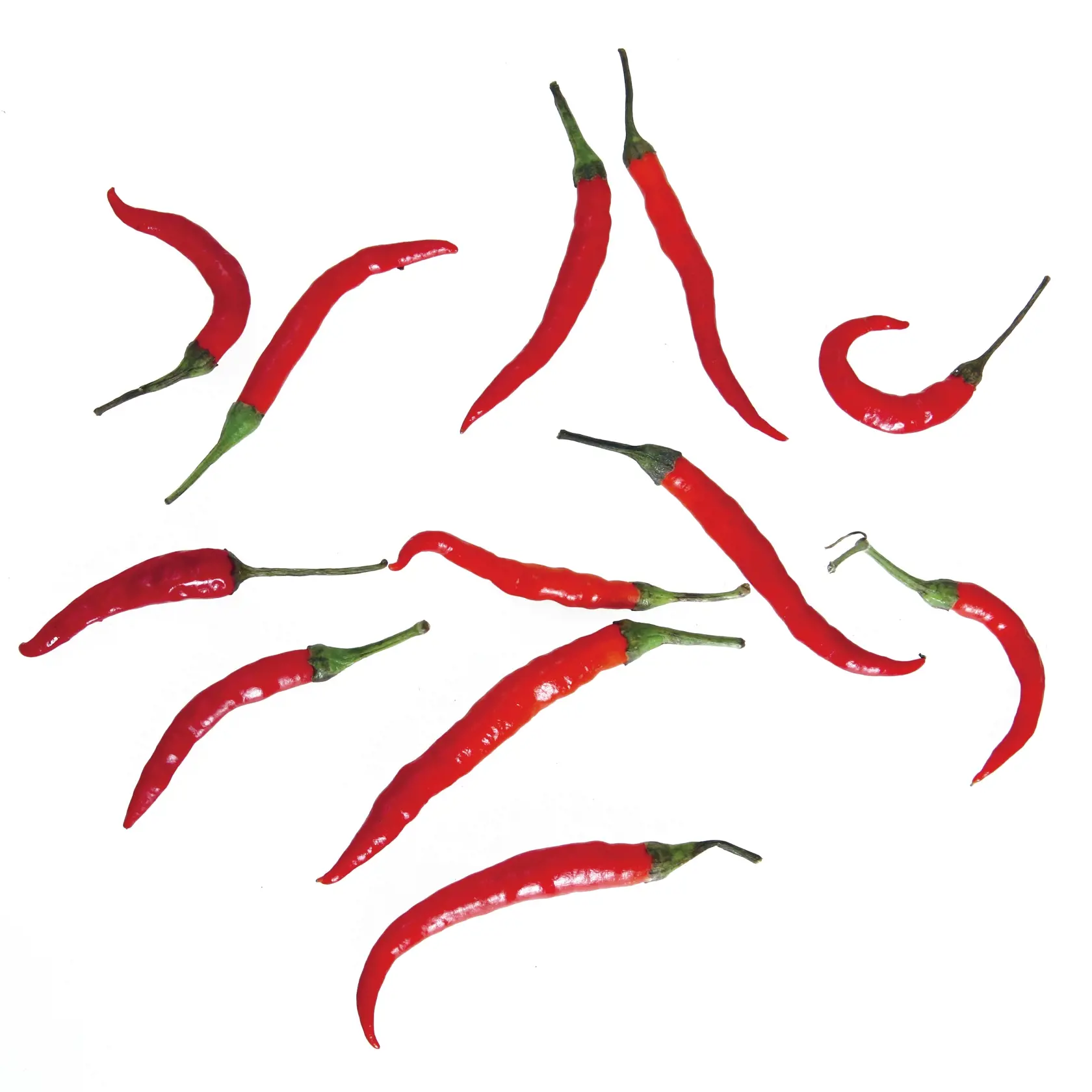 Čili, chilli