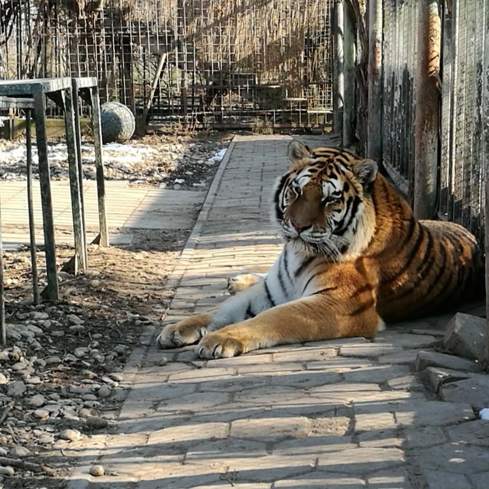 Oáza sibírskeho tigra pri Kostolnej pri Dunaji.