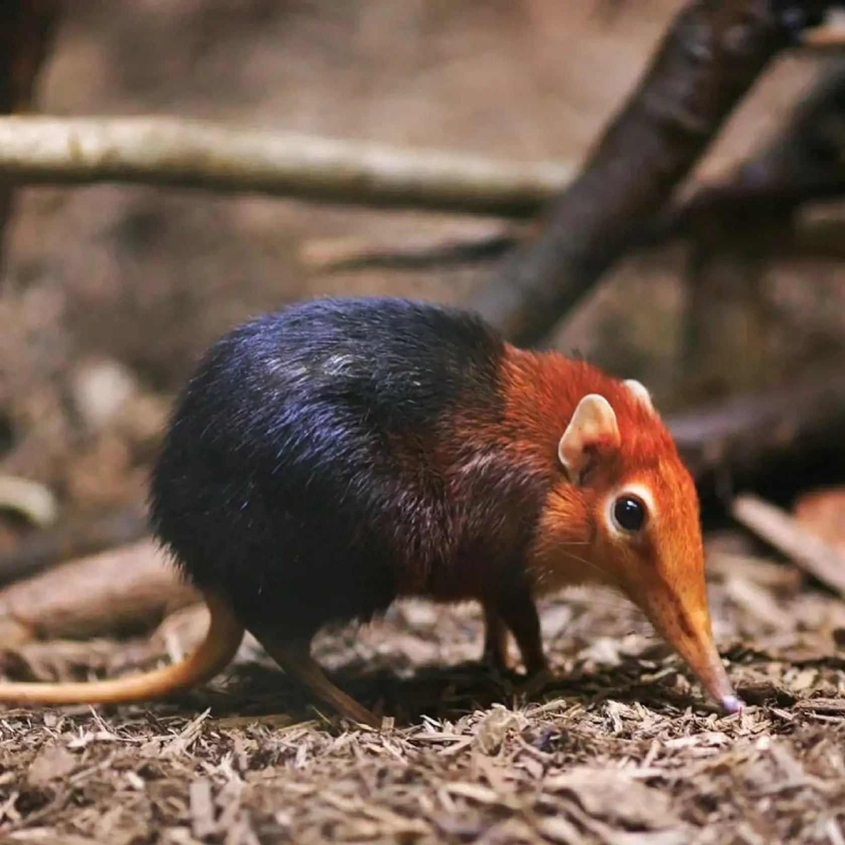 Rhynchocyon petersi.