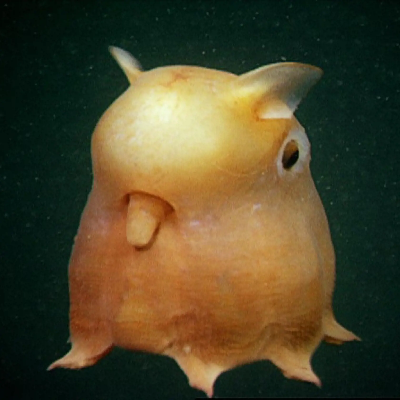 Grimpoteuthis umbellata.