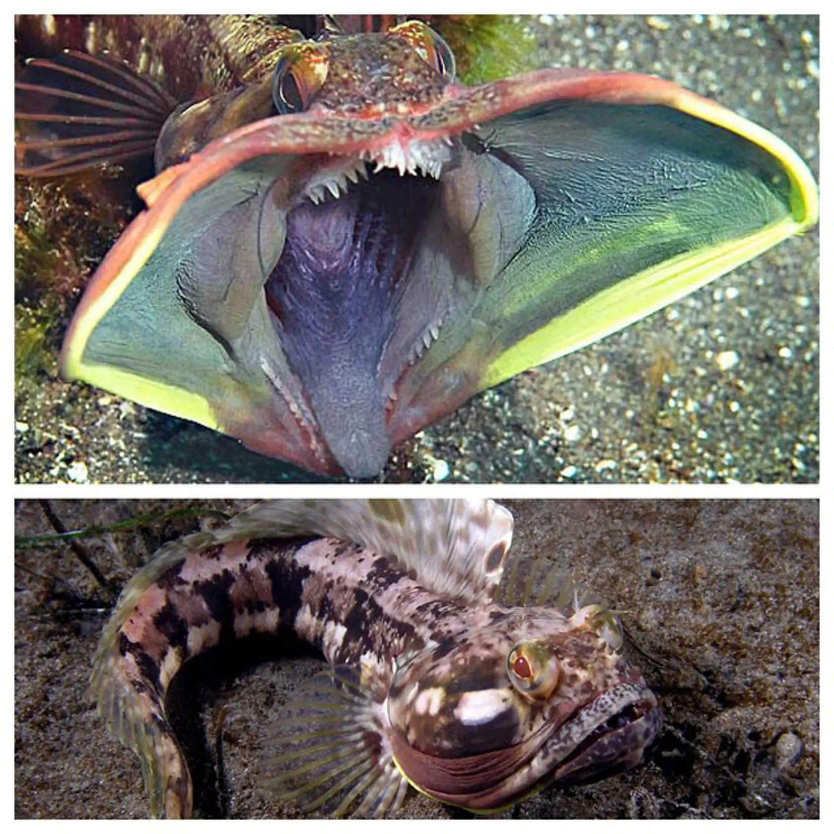 Neoclinus Blanchardi.