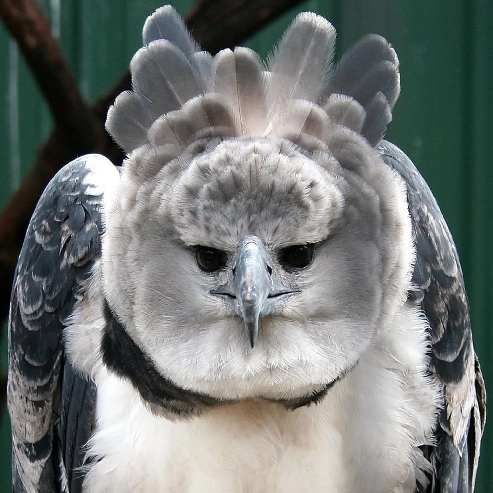 Harpia Harpyja.