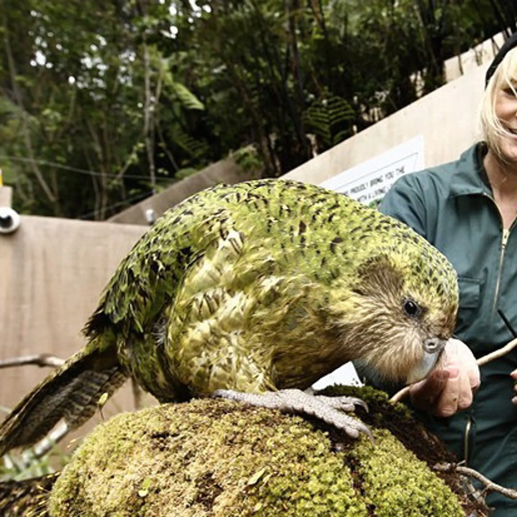 Kakapo.