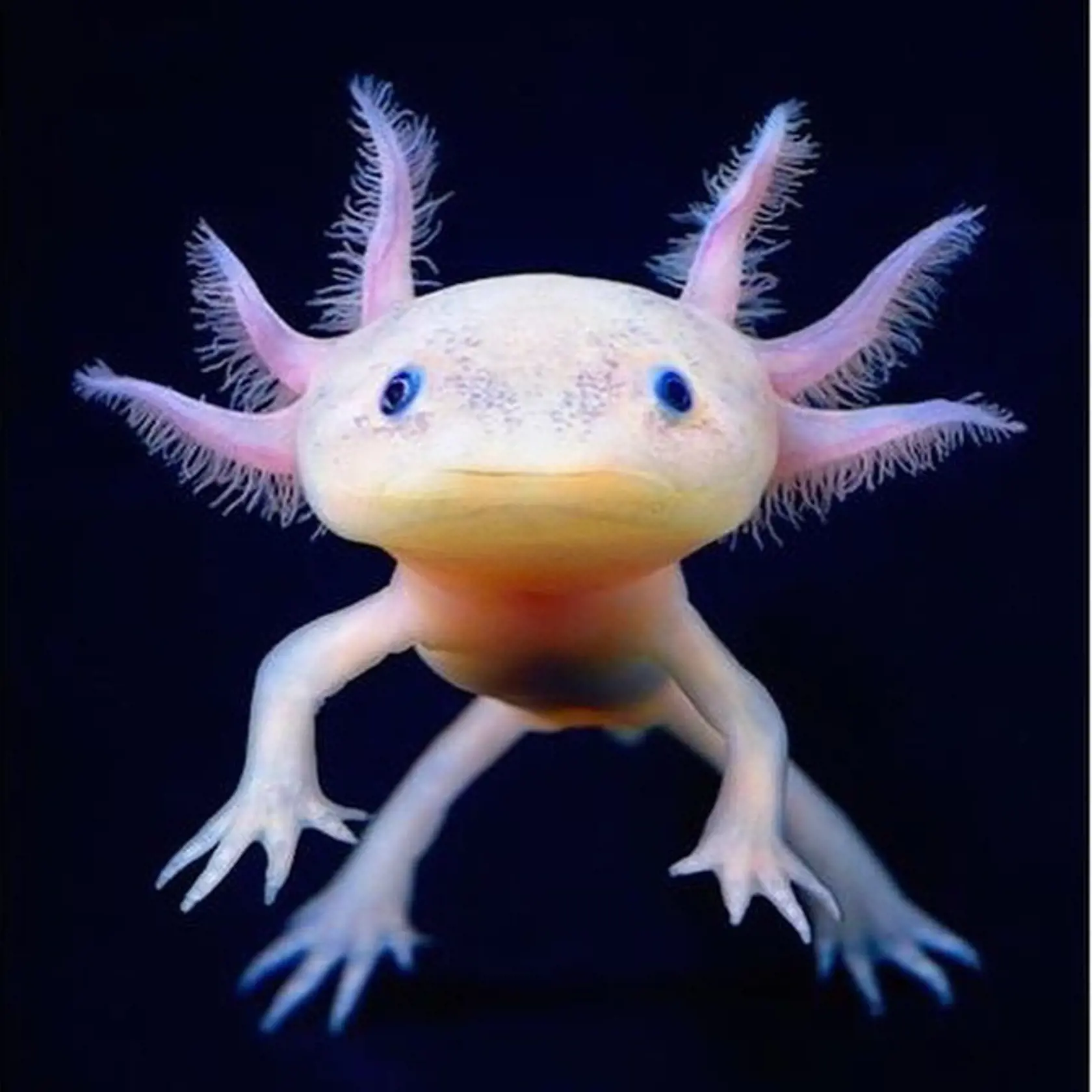 Axolotl mexický.