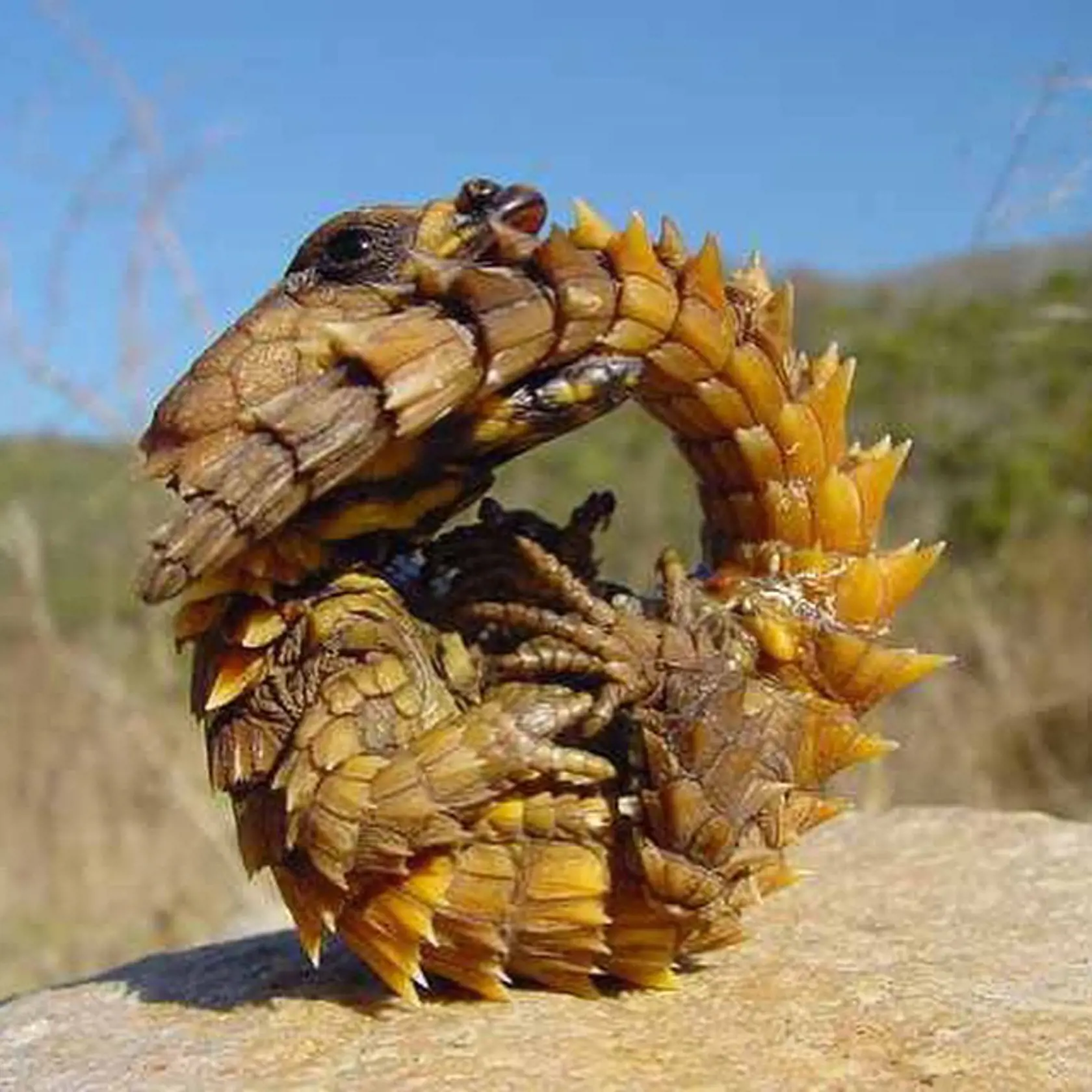 Moloch horridus.