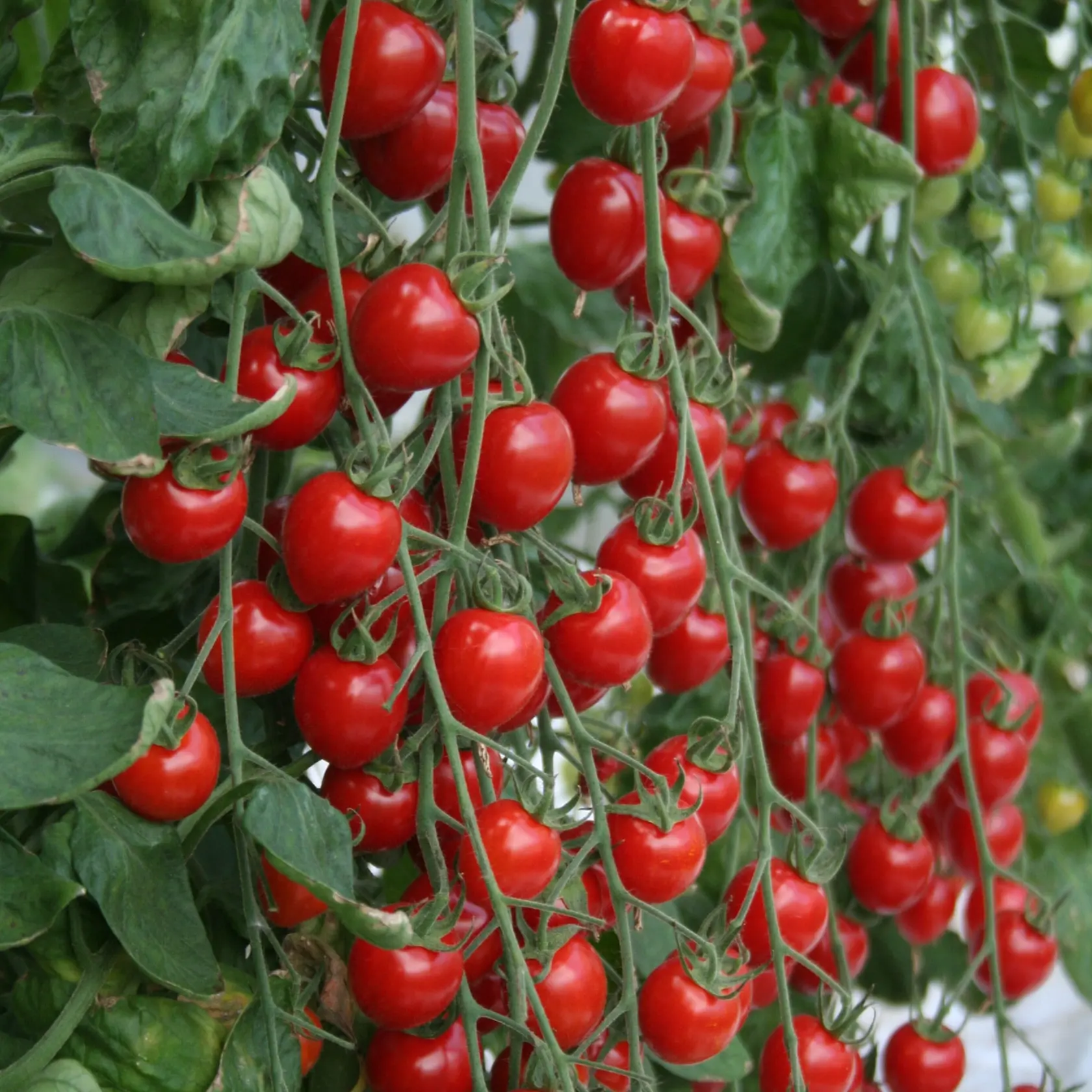 srdiečkový rajčiak ‘Gardenberry F1’