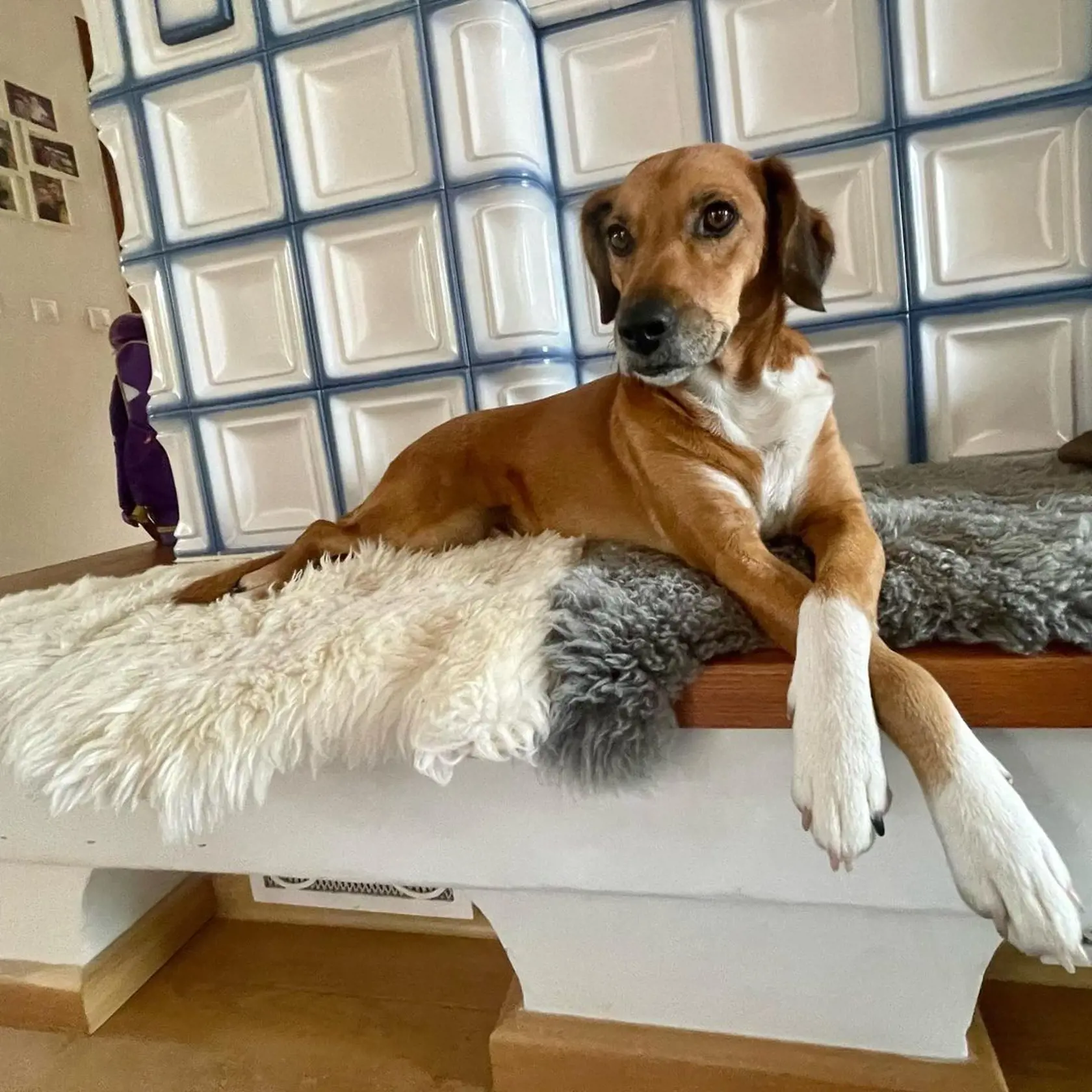 Rodinný pes Bony