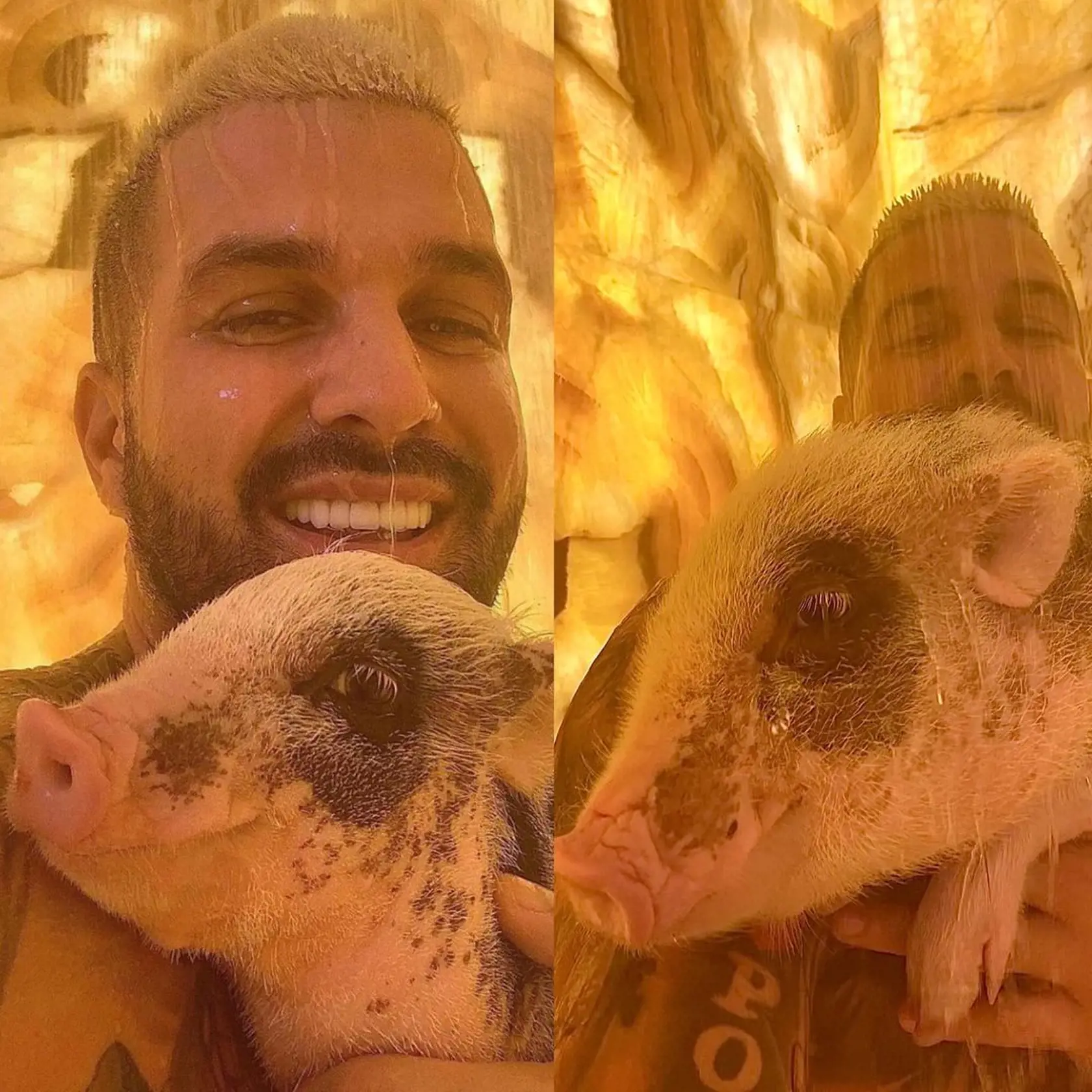 Prasa majú ako domáceho miláčika.
