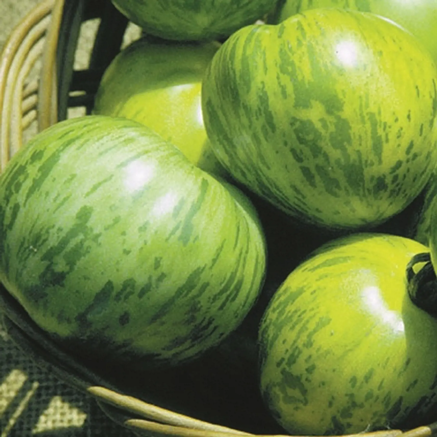 ‘GREEN ZEBRA’ – pochádza z USA,
je zvláštna pre svoje zelené plody.
Má pikantnú chuť a hodí sa do
šalátov i na varenie.