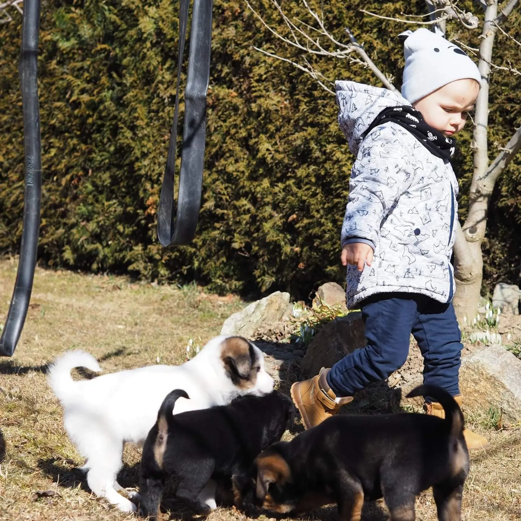 Zdenka Marčišiaková Oláhová: Svorka mláďat