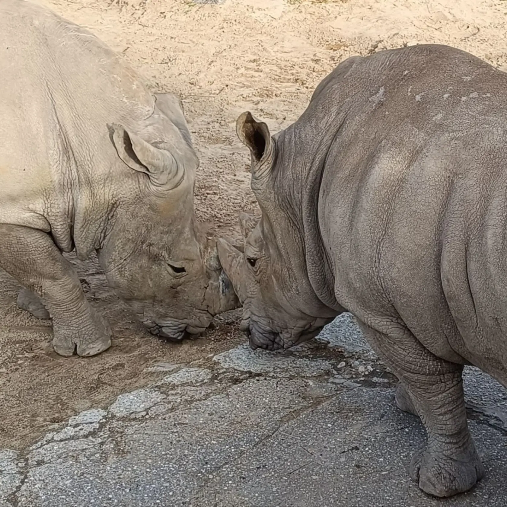 Ľuboš Blaha si počas návštevy ZOO s deťmi pochvaľoval aj výbeh nosorožcov.