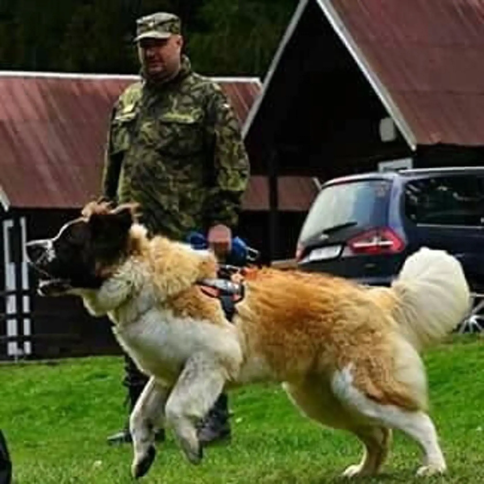 Na  El Nina zaútočil tento statný moskovský strážny pes Armin, ktorého jeho majiteľ Peter Goda podľa skúseného chovateľa vôbec nezvládol.