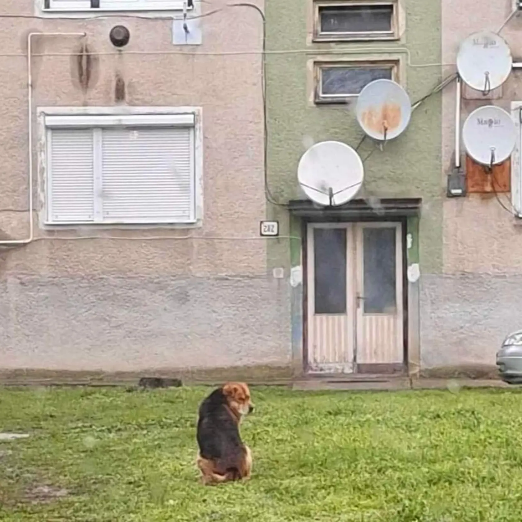 Psík takto každý deň - v lete, v daždi i v mraze čakáva kým vyjde pred bytovku pani, ktorá mu vždy dá niečo pod zub.