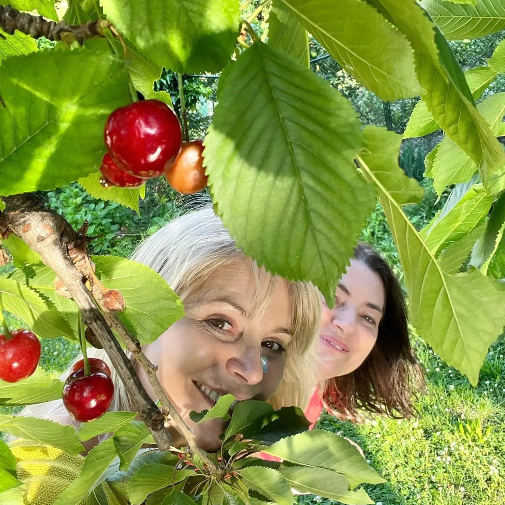 V záhrade