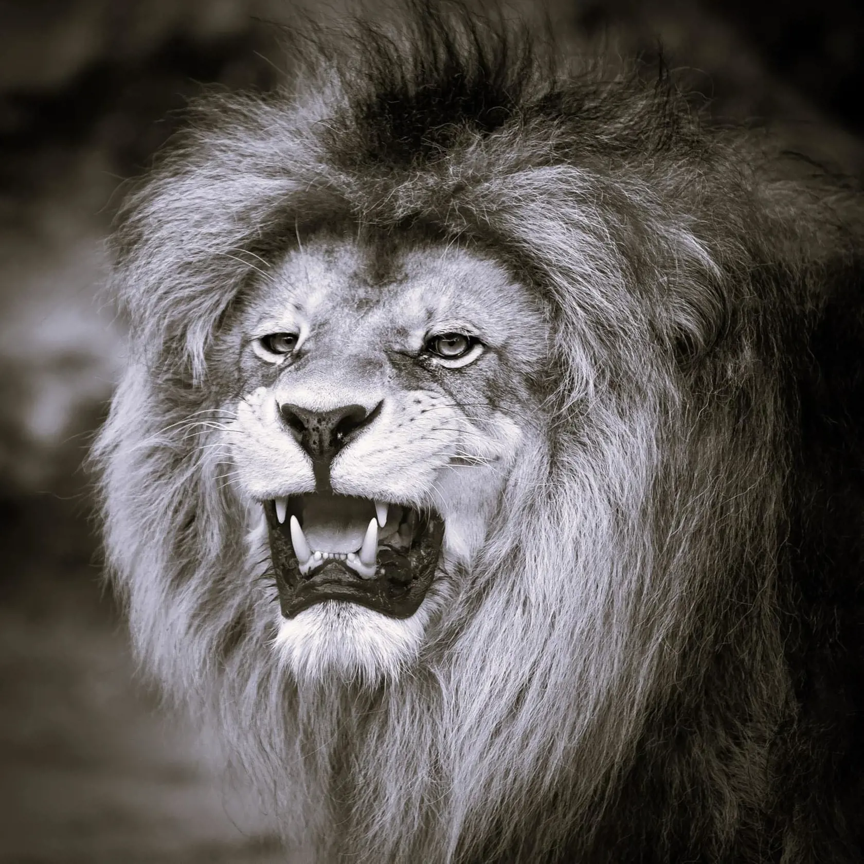 Leva berberského Aslana museli v bojnickej ZOO utratiť.