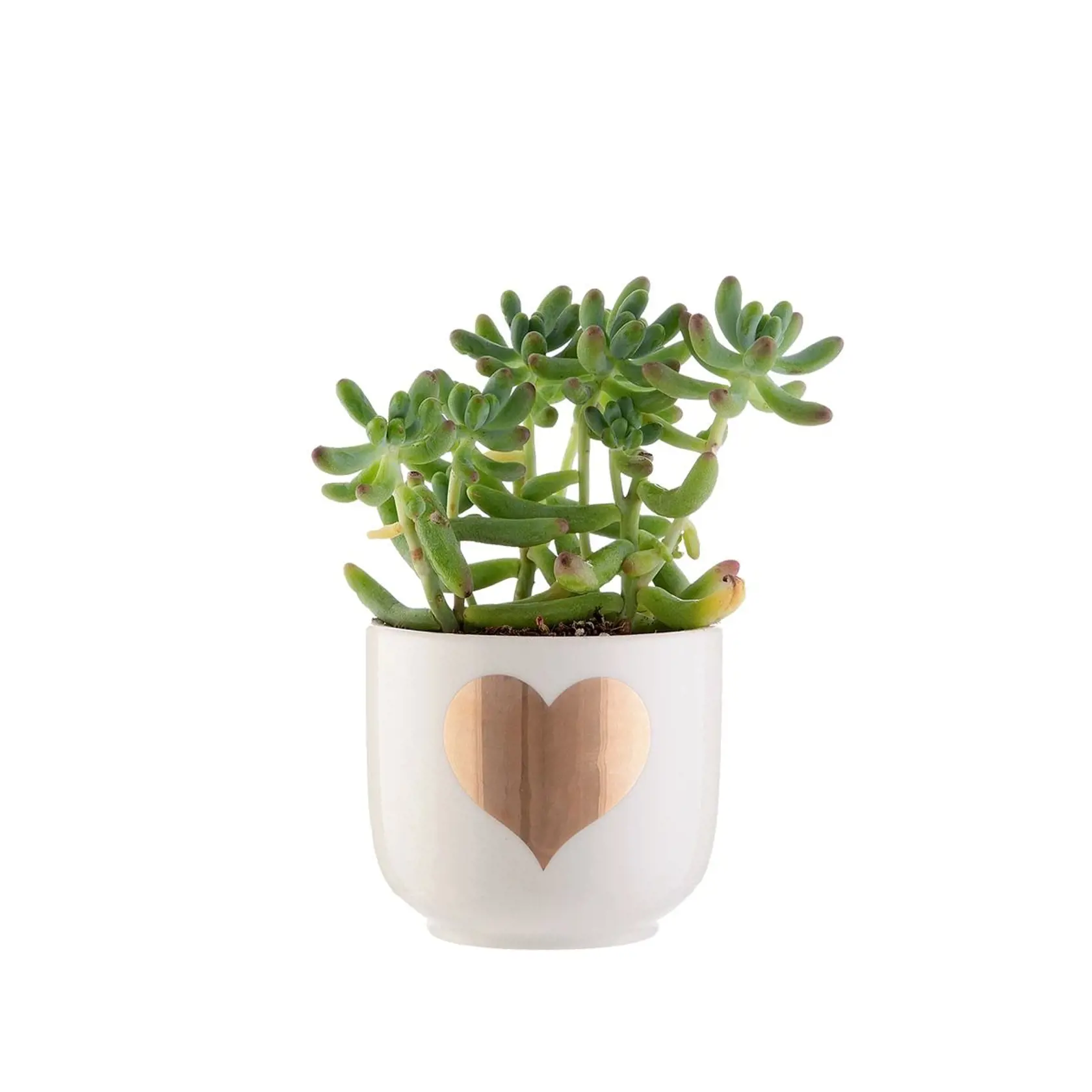 Malý kvetináč,  Bellarose, 5,83 €