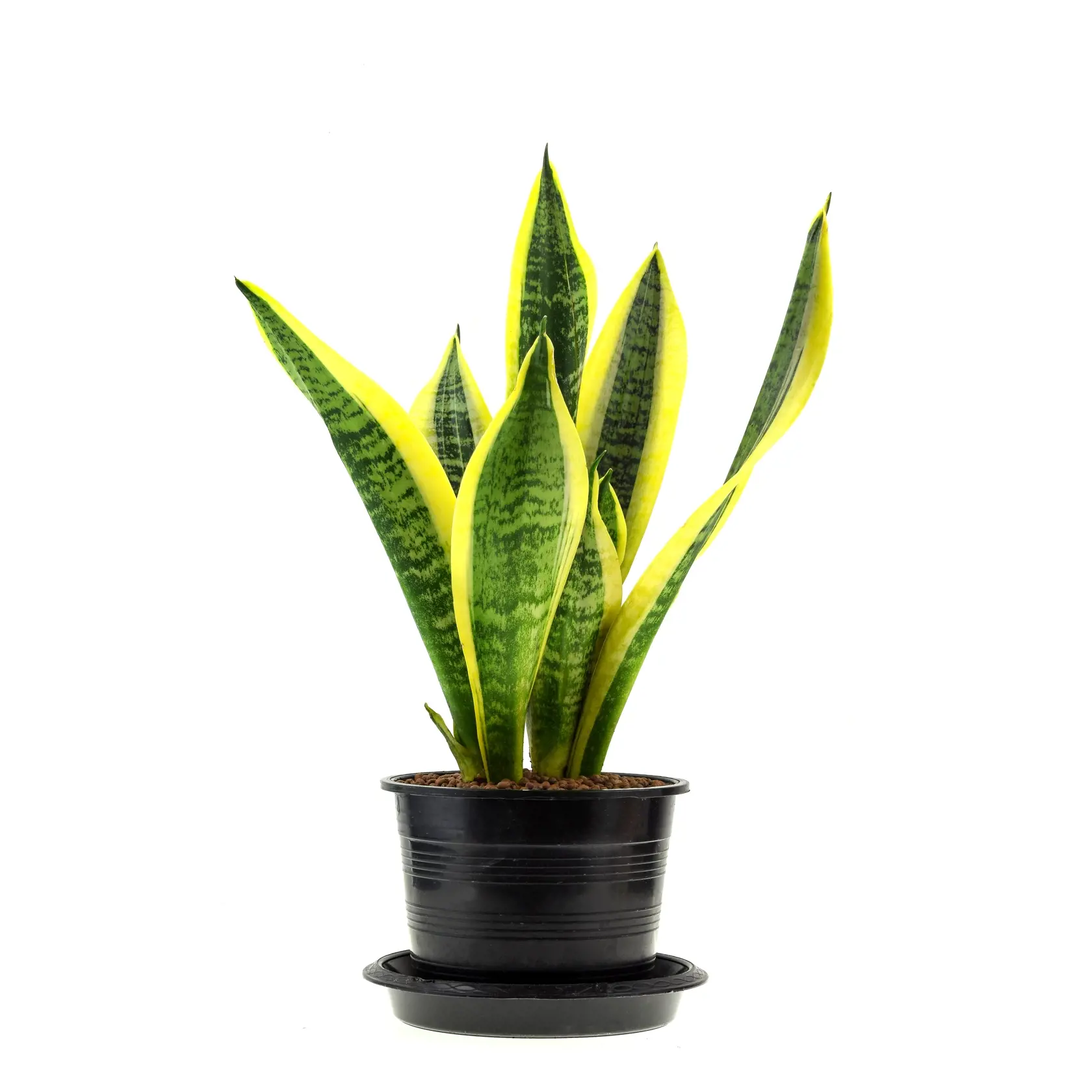 Sansevieria