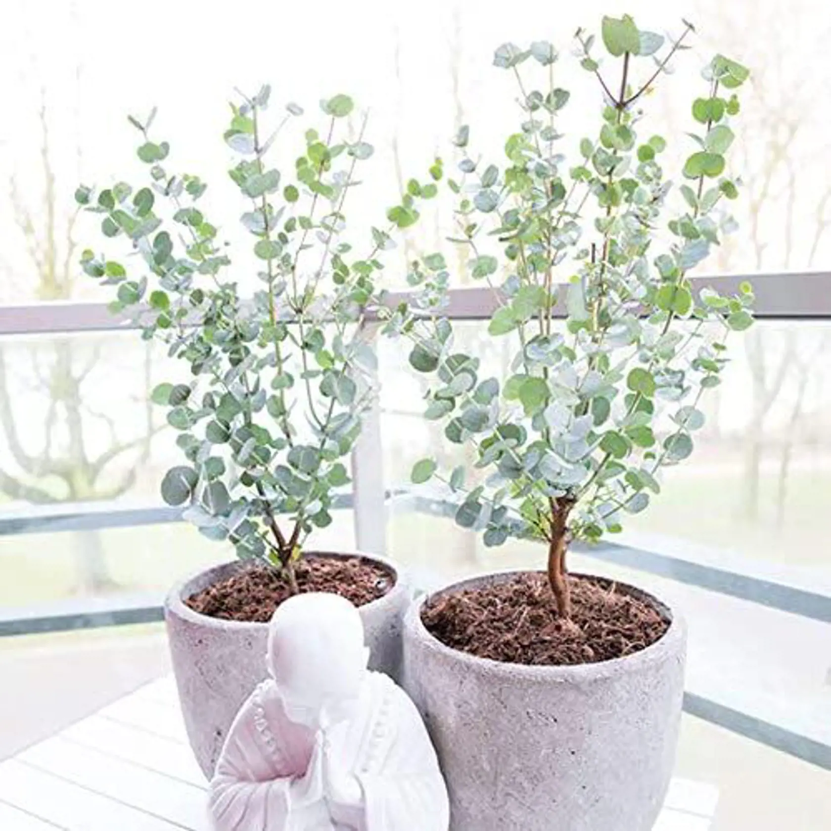 Eukalyptus odpudzuje dotieravý hmyz, aj komáre.