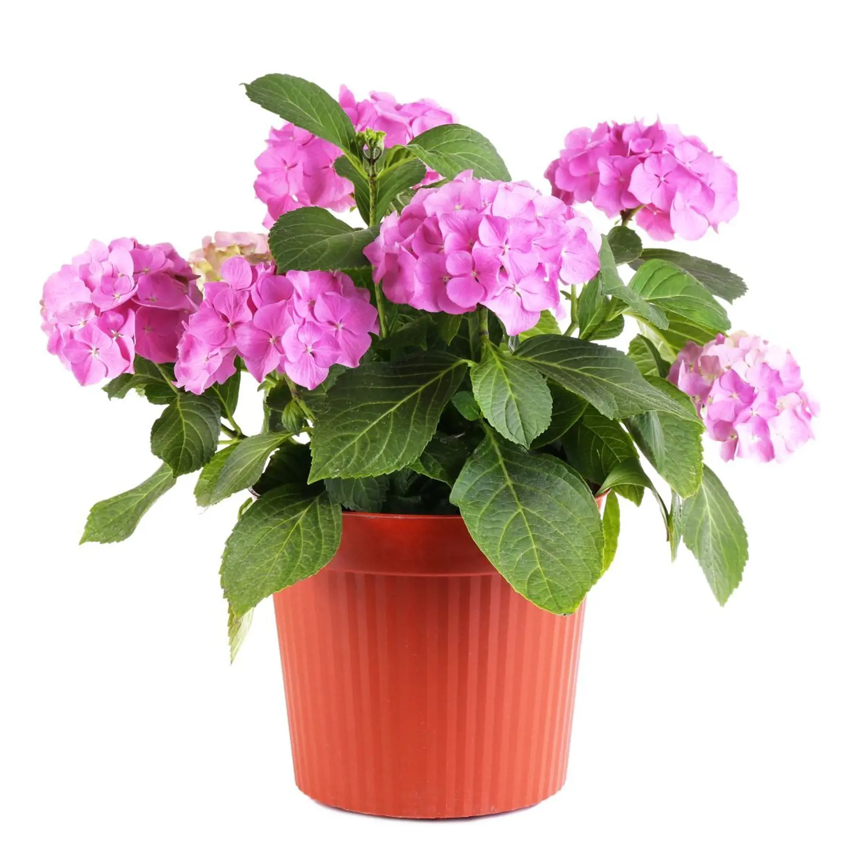 Hortenzia  - hydrangea